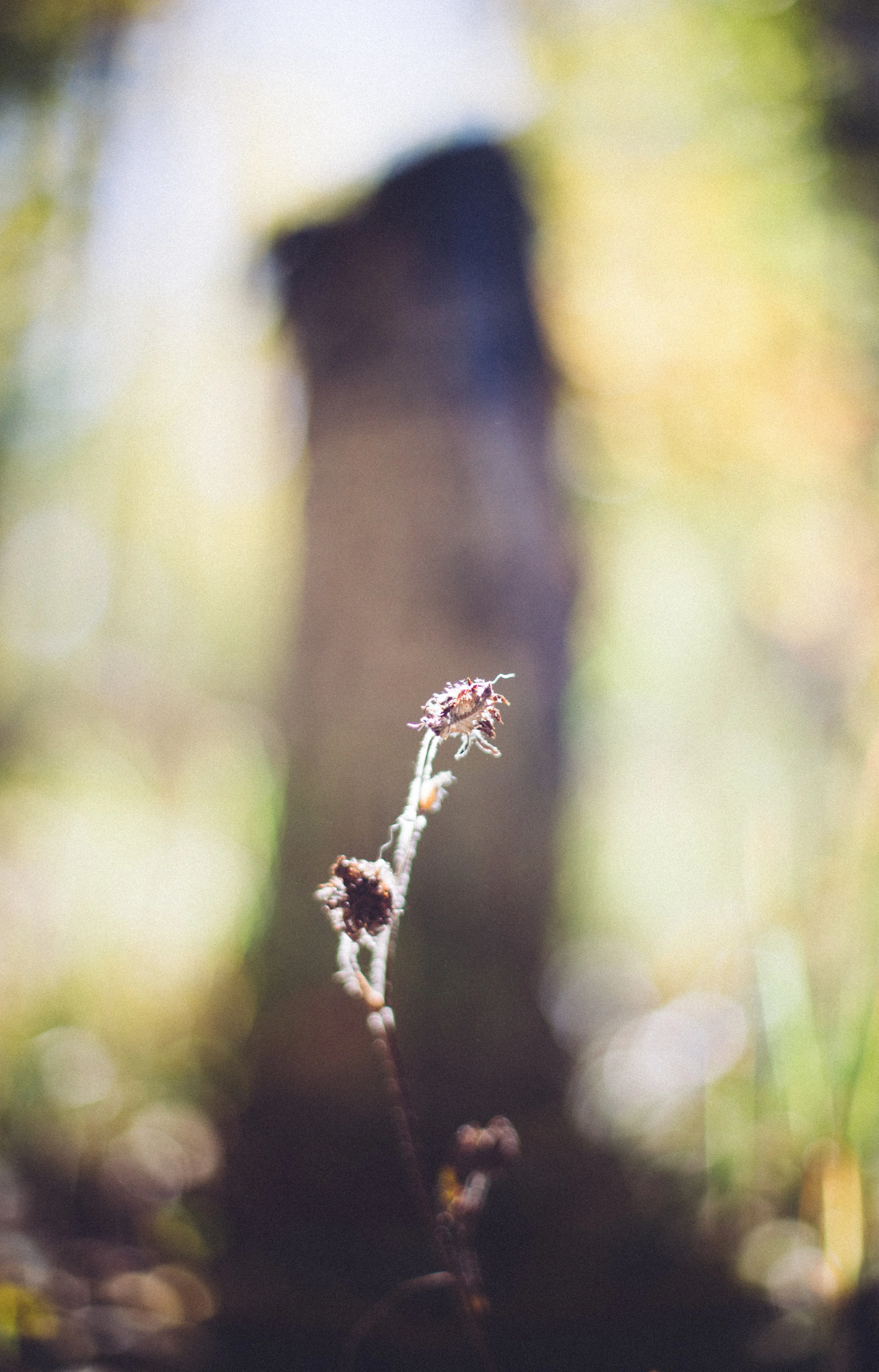 Nature_CB-33.jpg