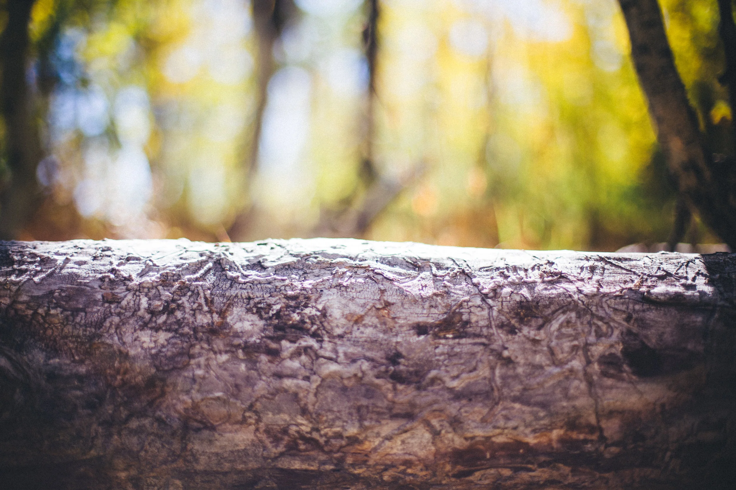 Nature_CB-35.jpg