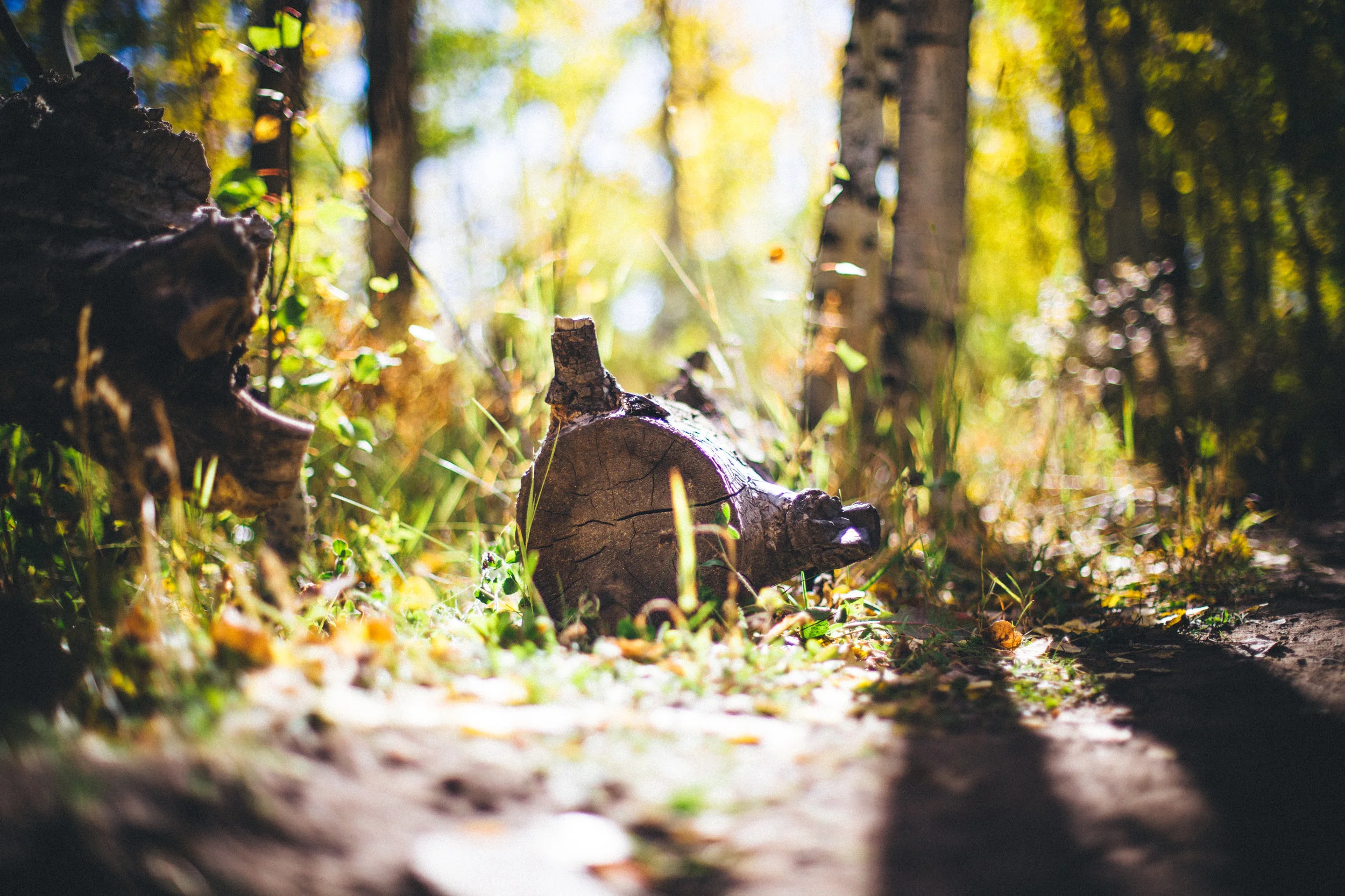 Nature_CB-40.jpg