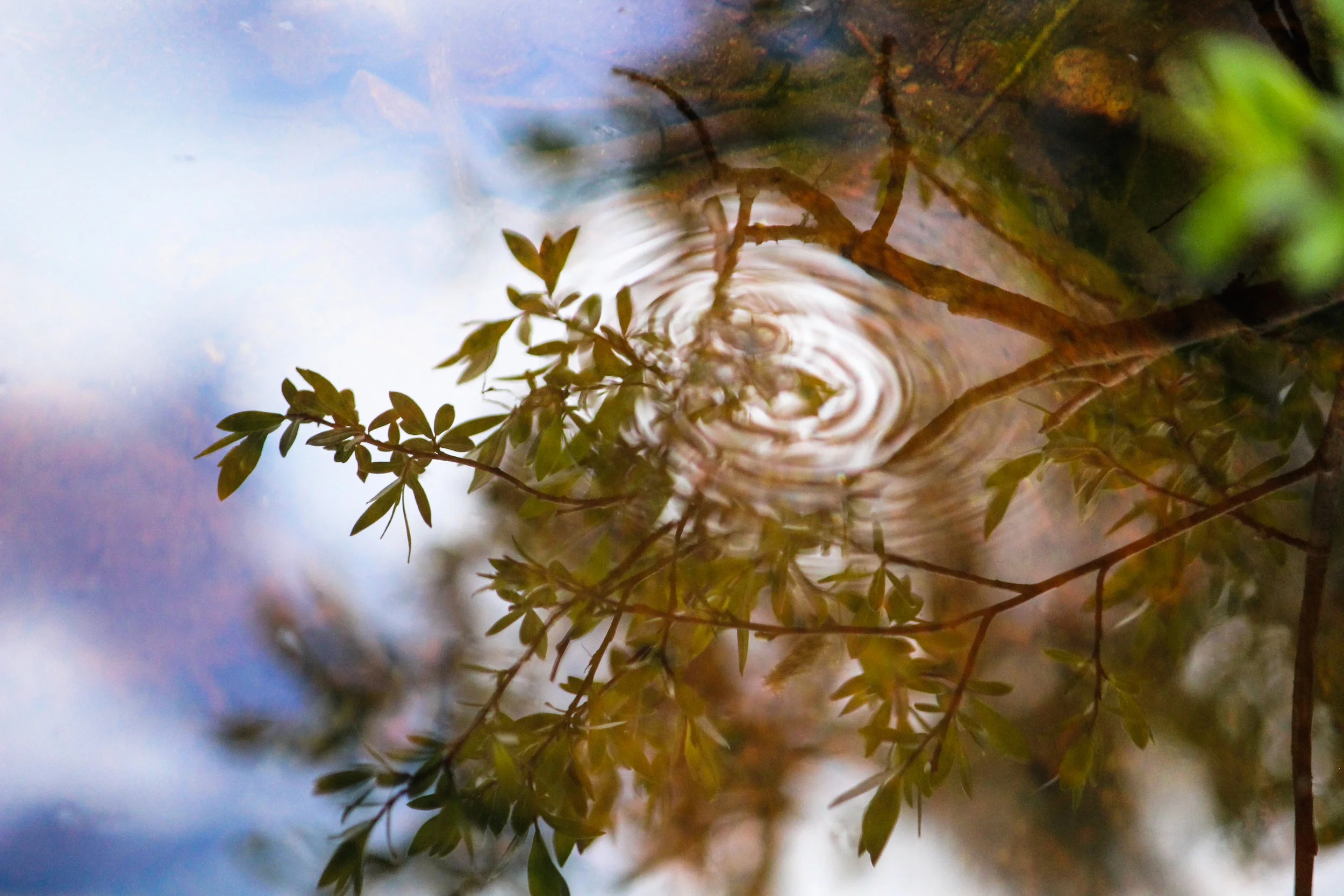 Nature_Teryn-1.jpg