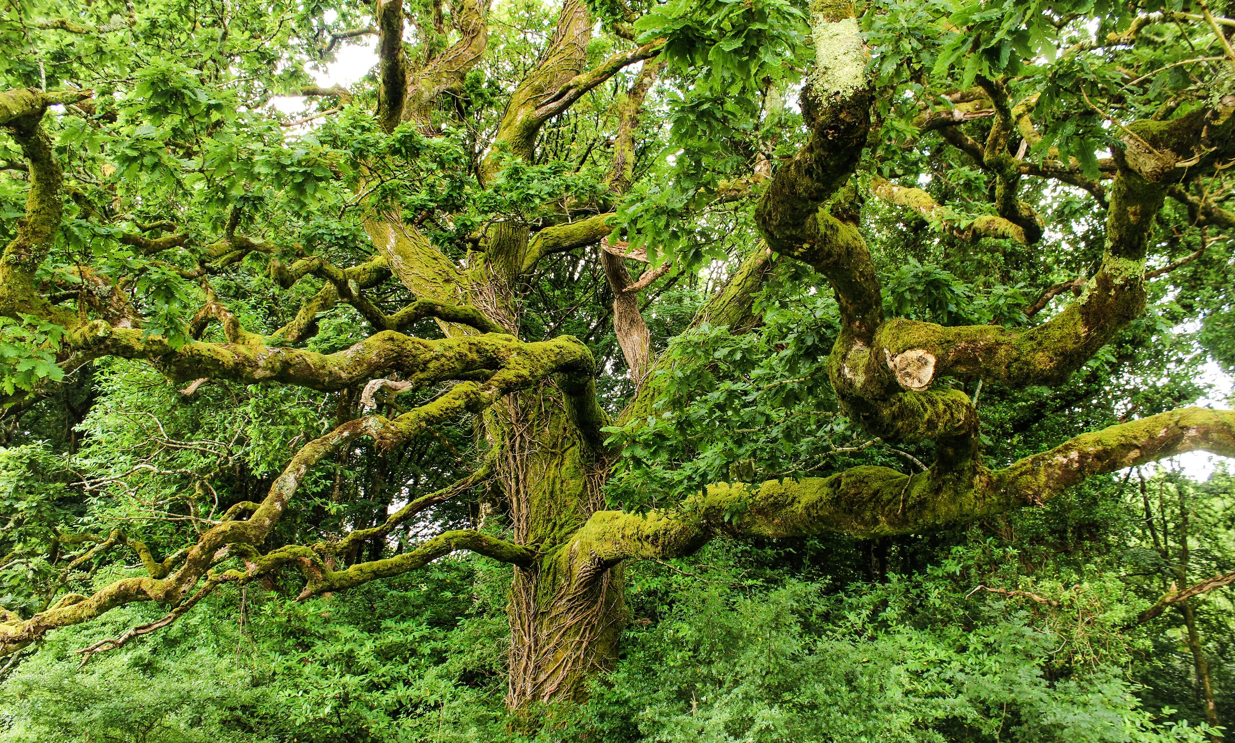 Nature_Teryn-10.jpg