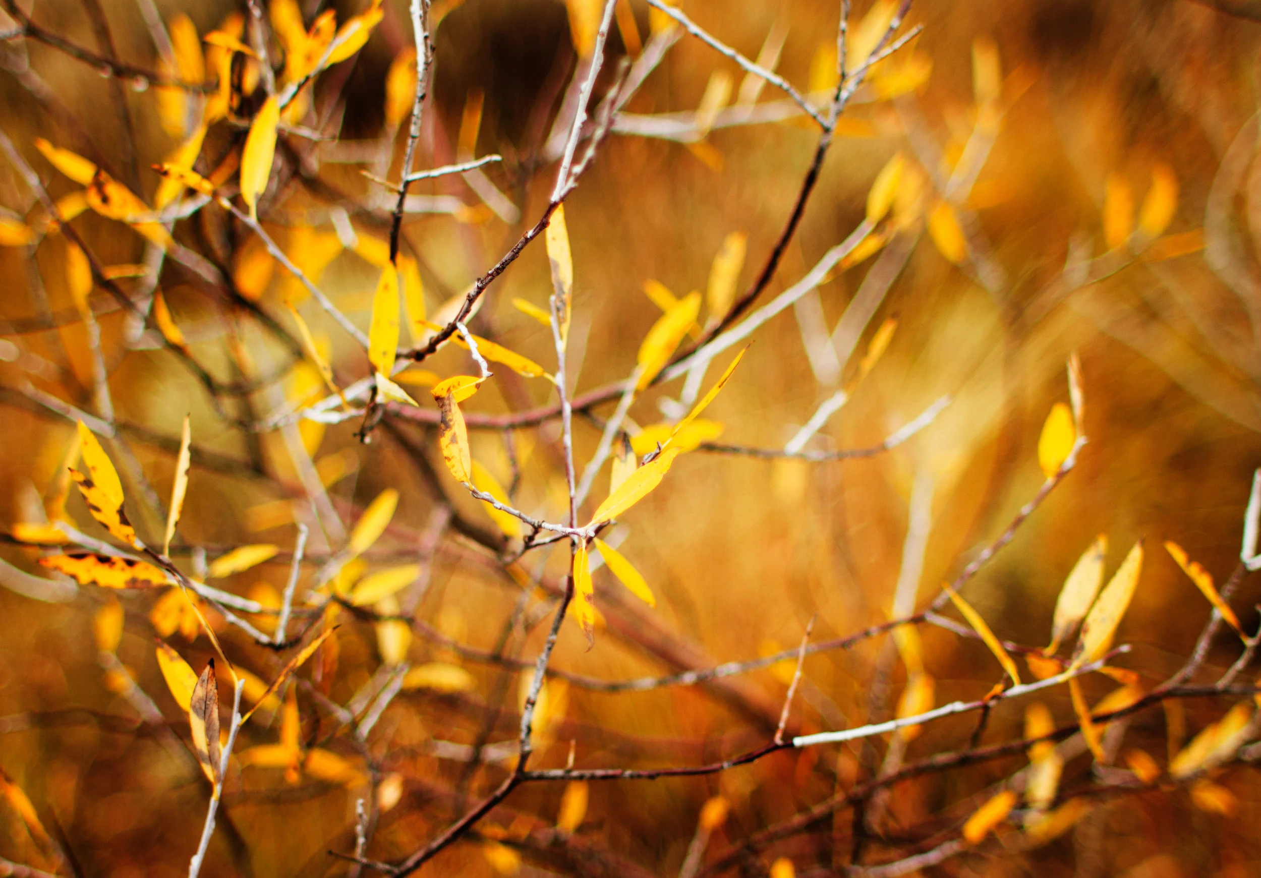 Nature_Teryn-30.jpg