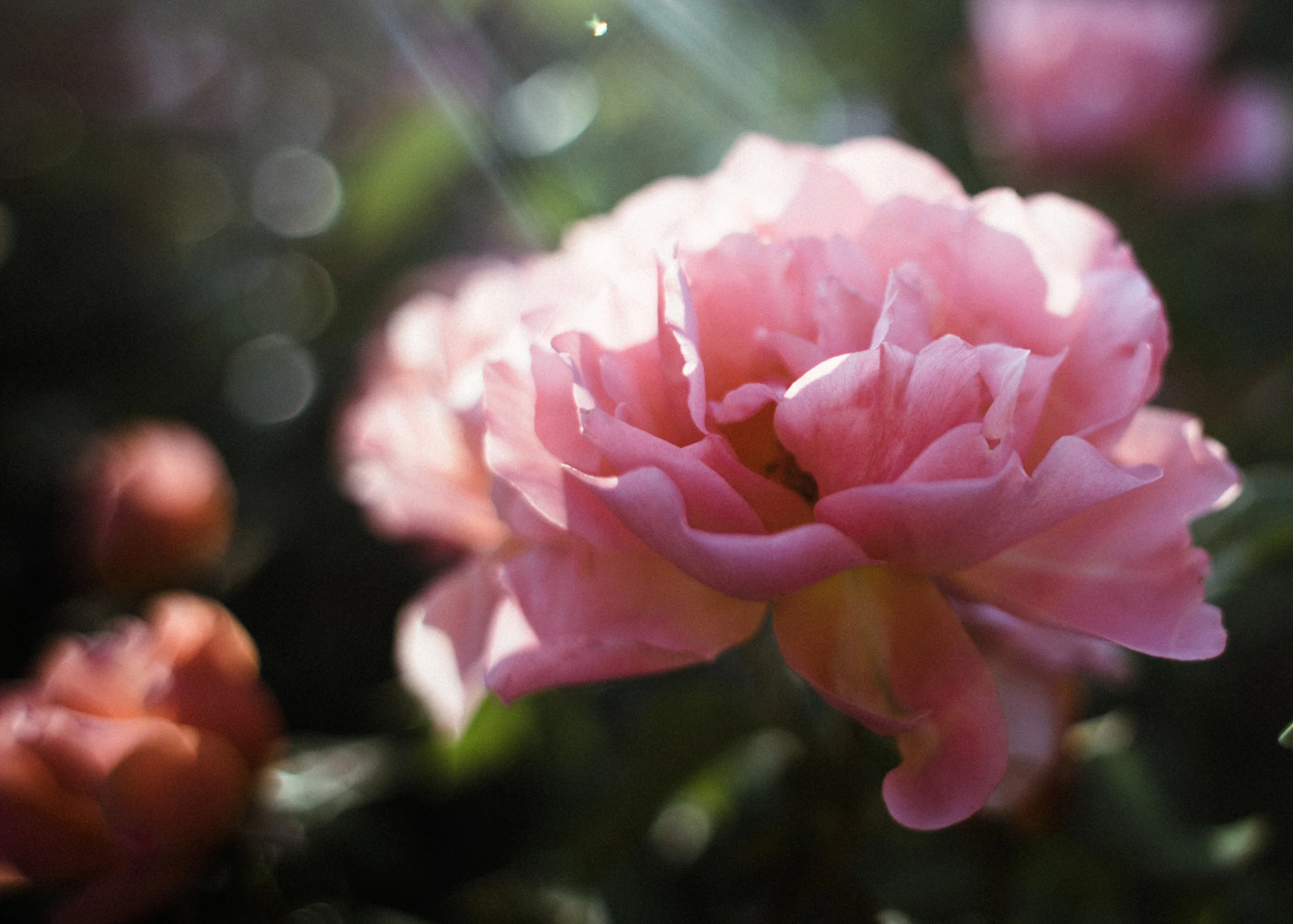 nature_TerynOBrien-11.jpg