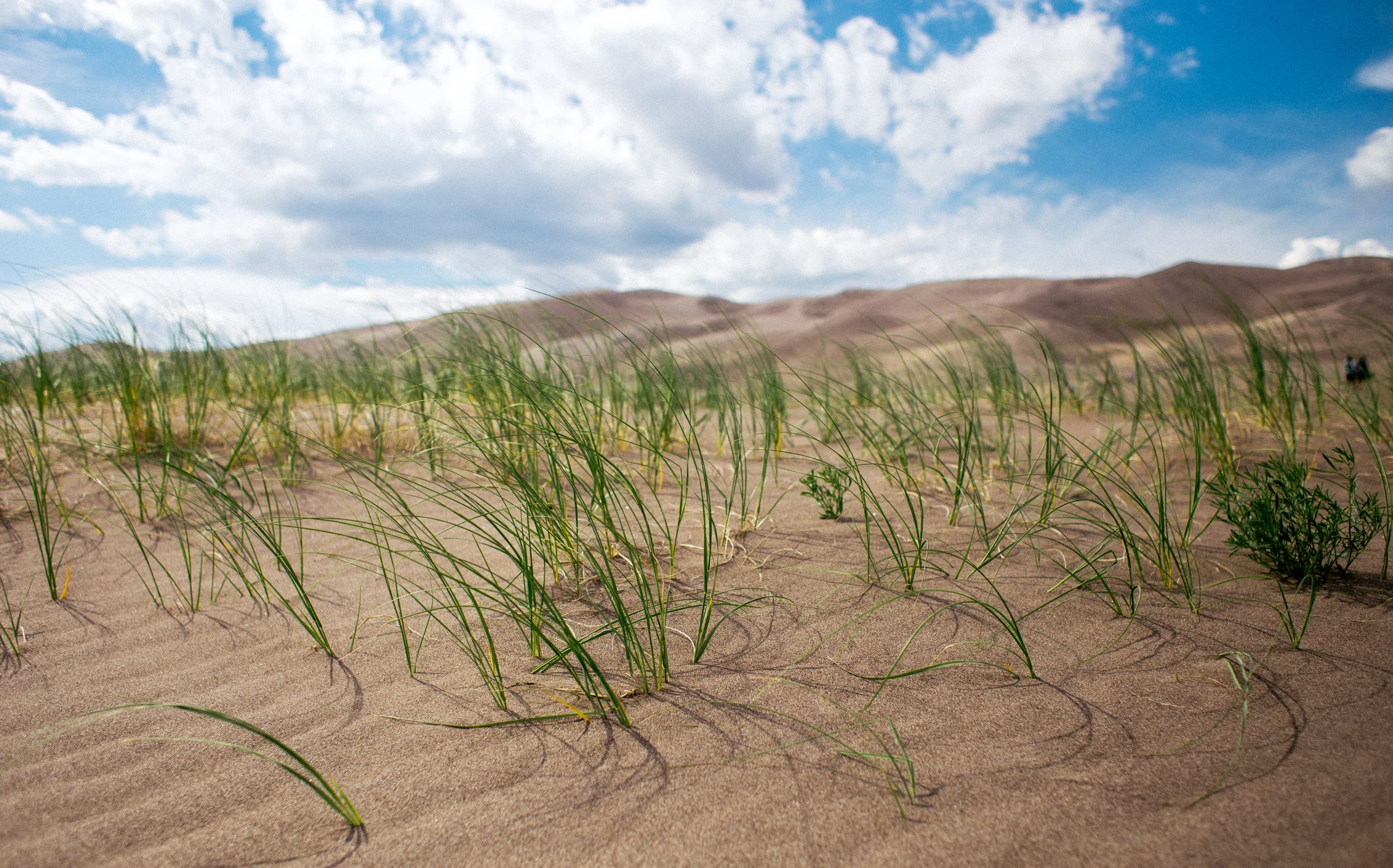 Sanddunes-2.jpg
