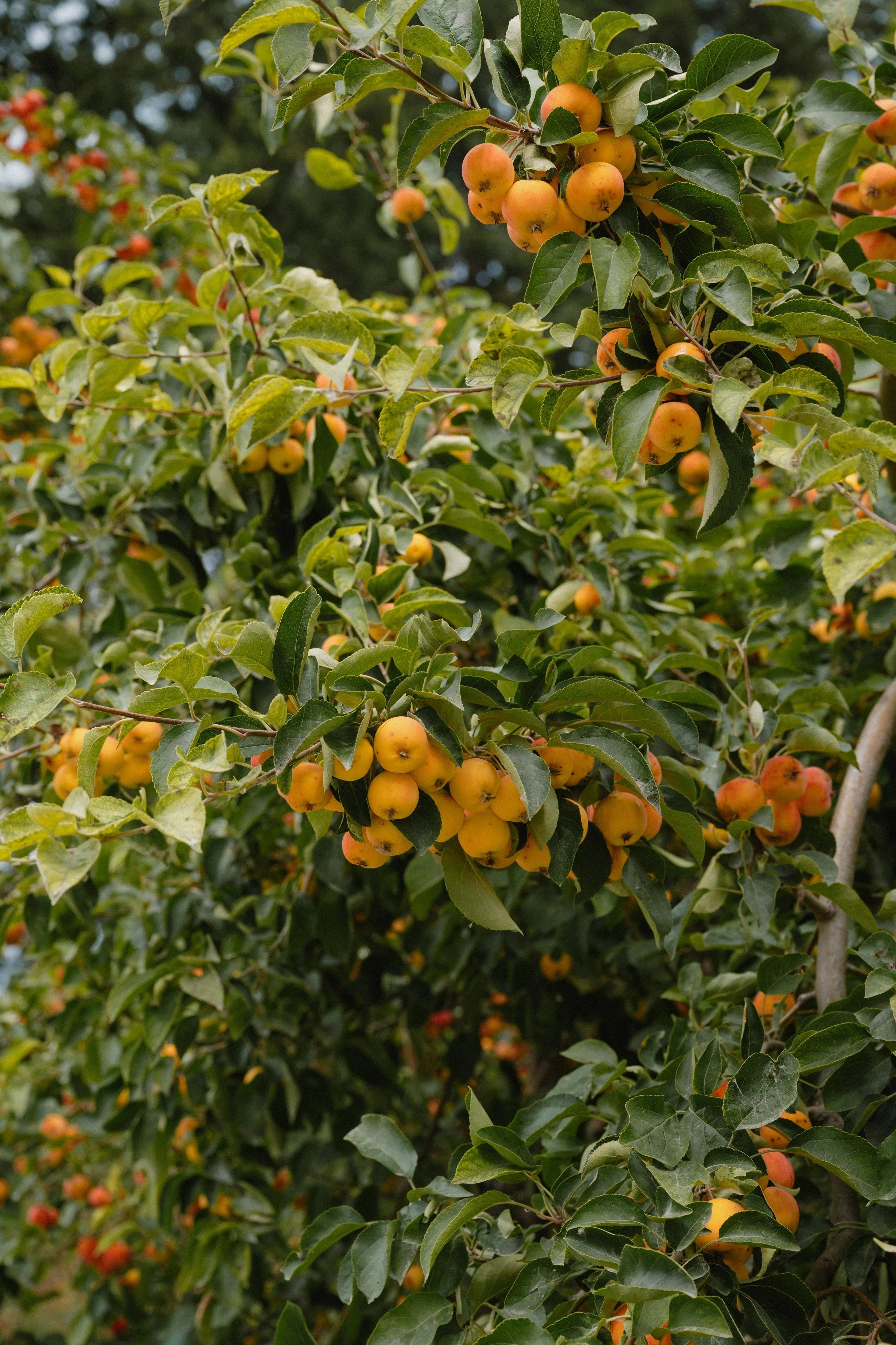 Kate + Nils - Golden, BC Wedding 2025 -ceremony-2.jpg