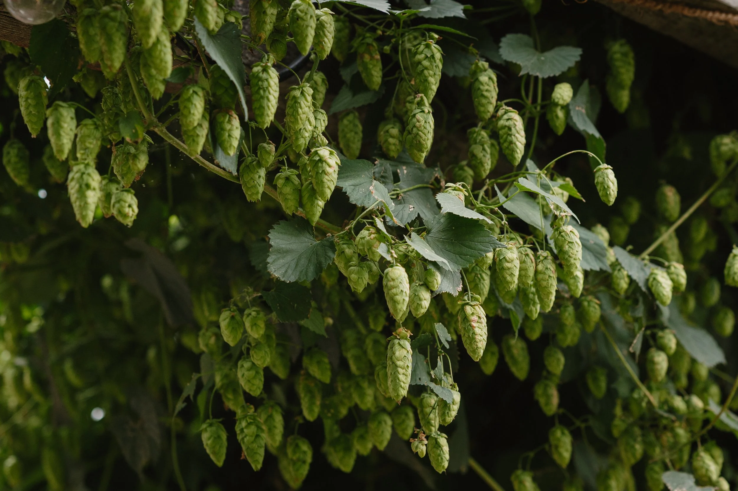 Kate + Nils - Golden, BC Wedding 2025 -ceremony-1.jpg