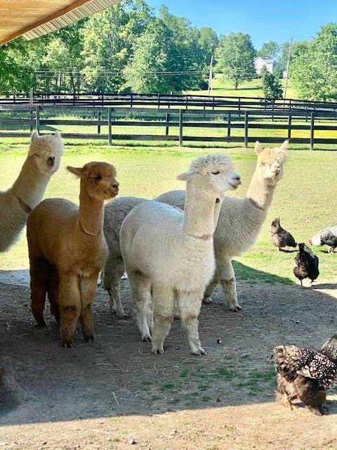 Meet the Family — Rivers Edge Ranch - Town of Wallkill