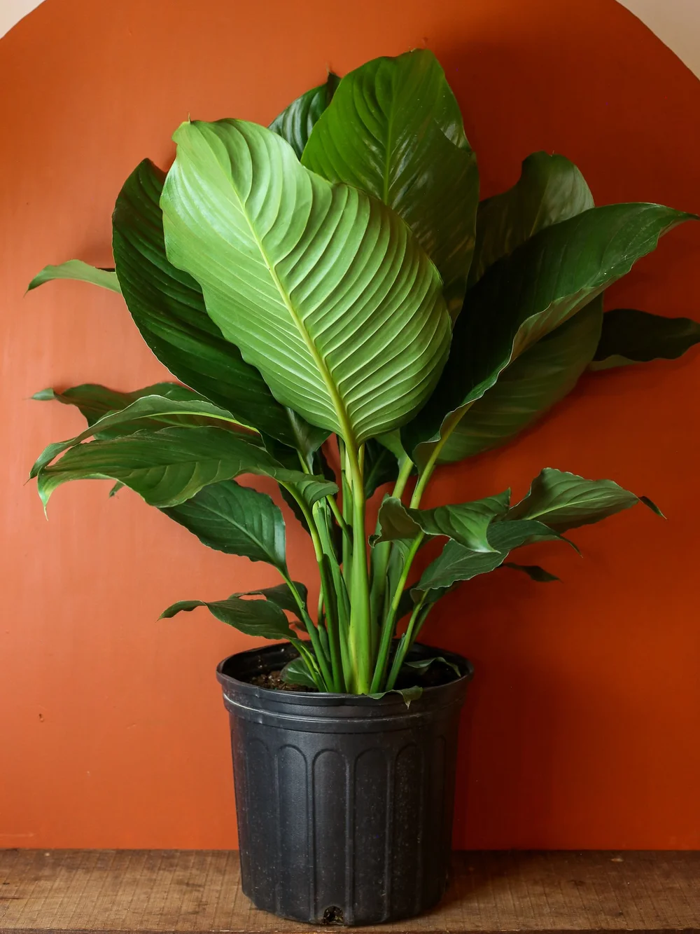 plant red leaf Bronze Leaf Red Begonia Plants For Sale