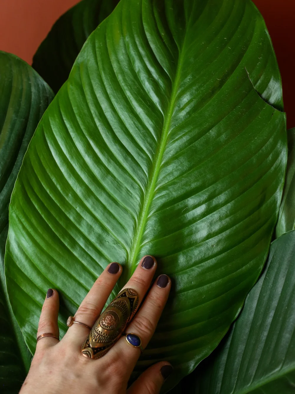 Sensation Peace Lily 8 Inch  RUINOUS REVIVED