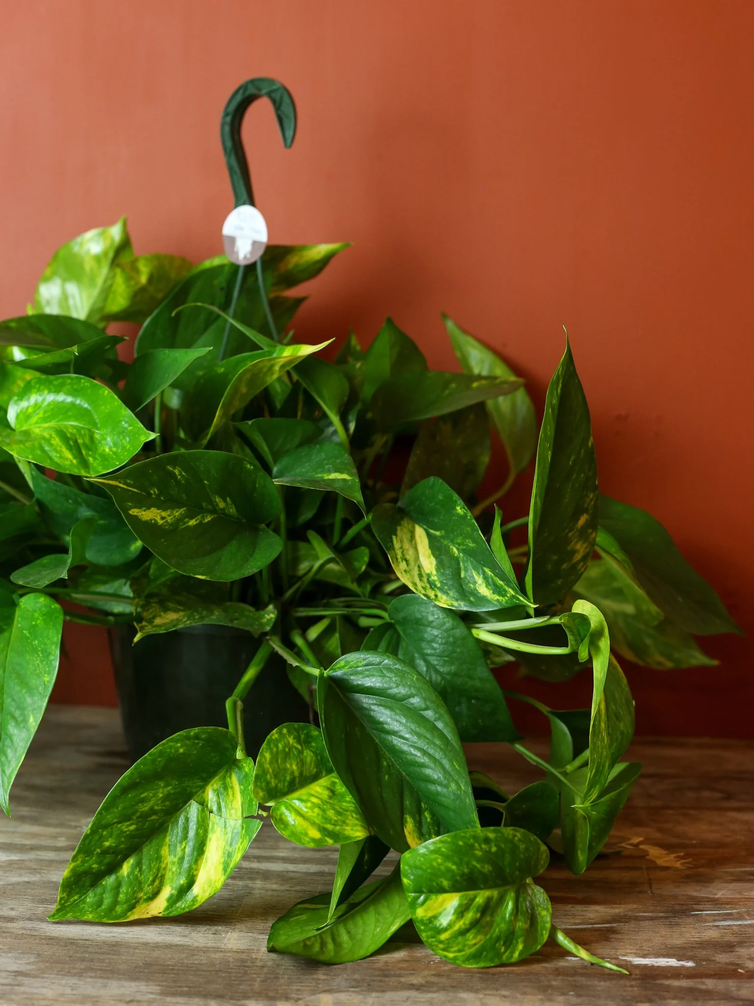 Golden Pothos 8 inch Hanging 3.jpg