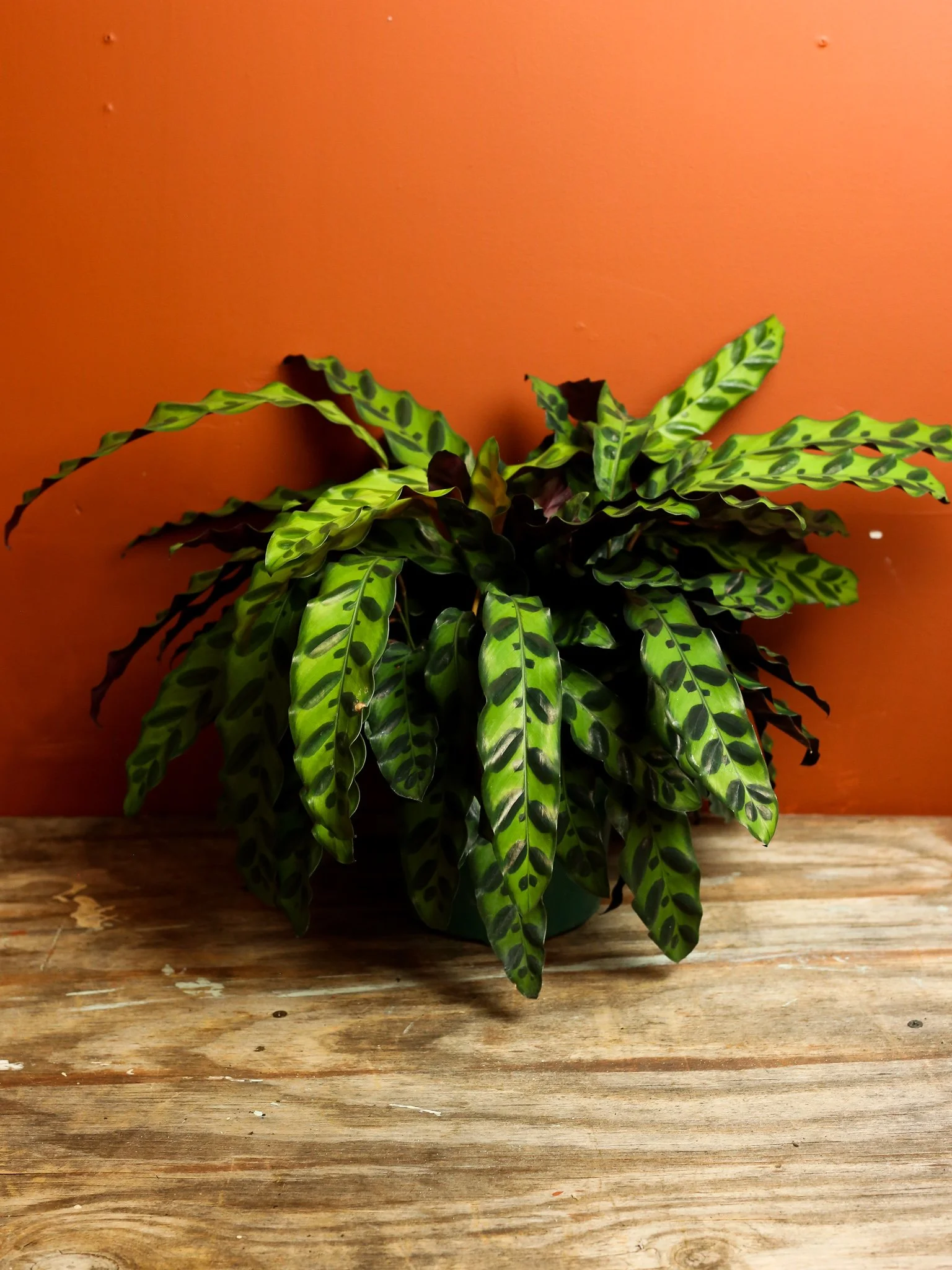 Calathea Rattlesnake 6 inch — RUINOUS REVIVED