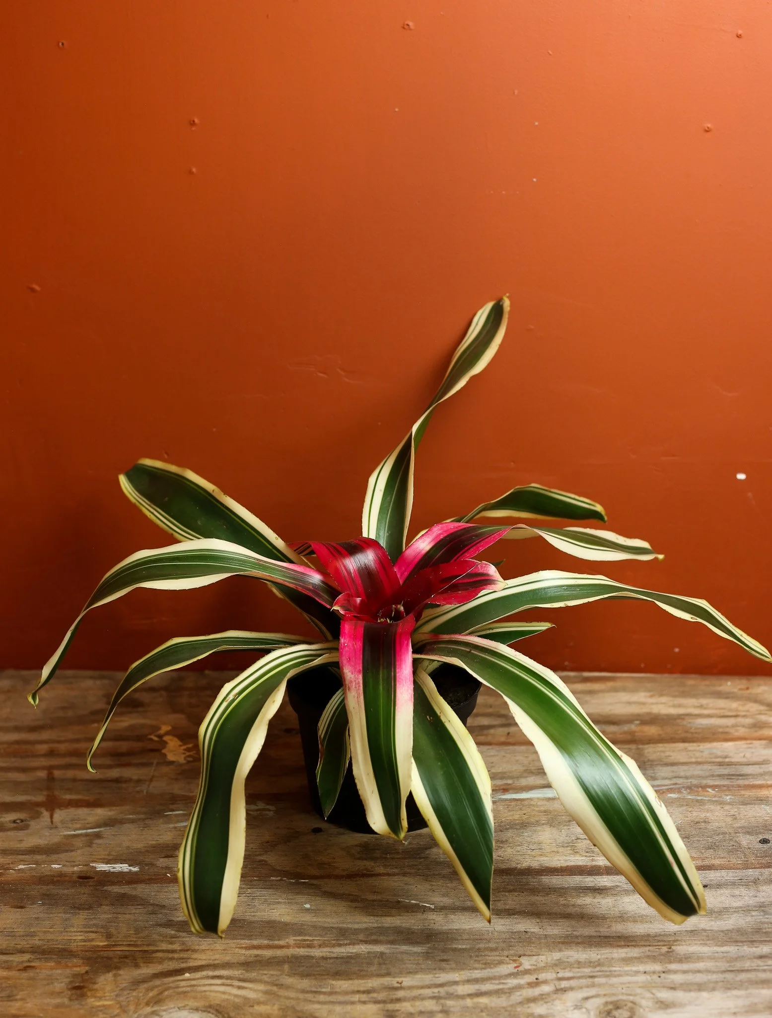 Blushing Bromeliad 6 Inch