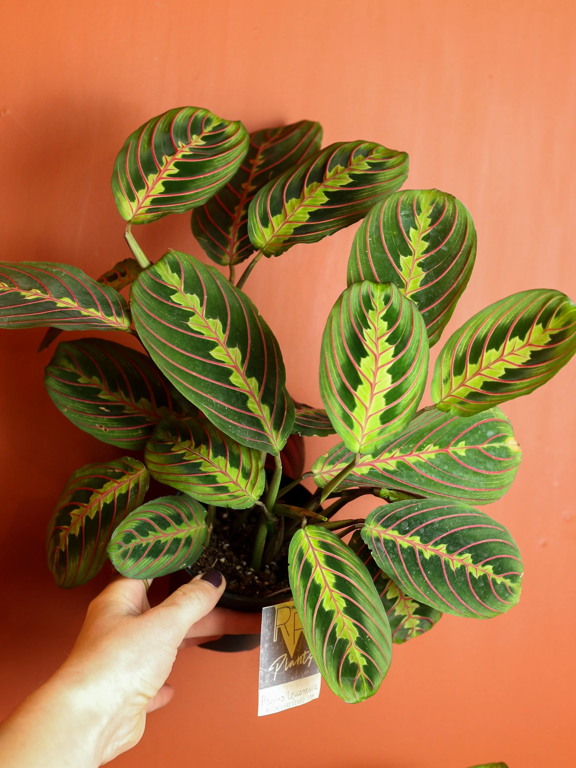 Green Maranta Variegated 4 Inch — RUINOUS REVIVED