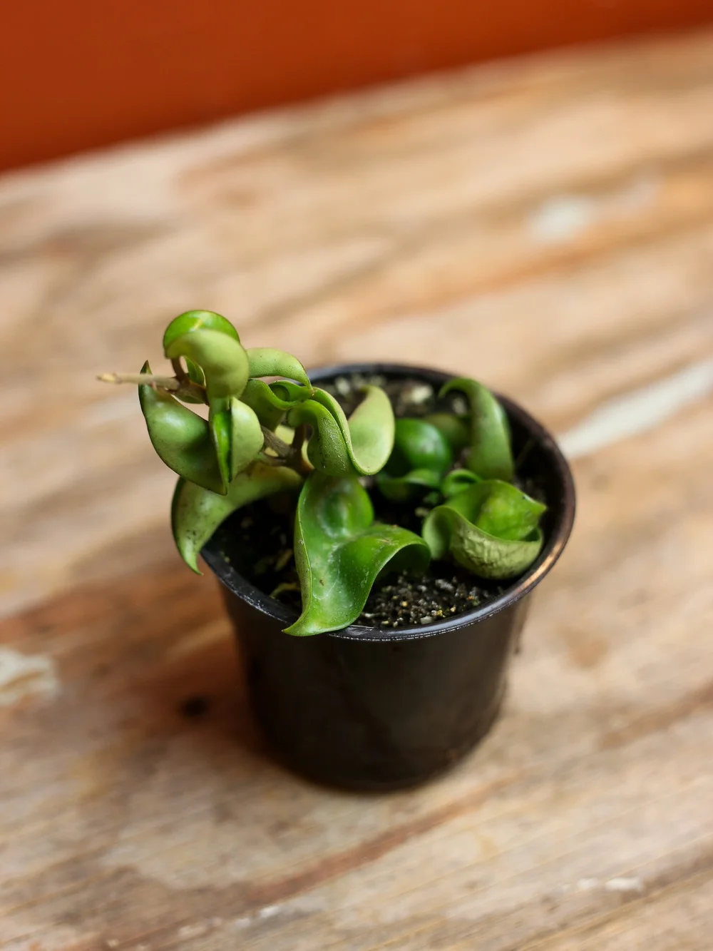 String of Turtles 4 Inch — RUINOUS REVIVED