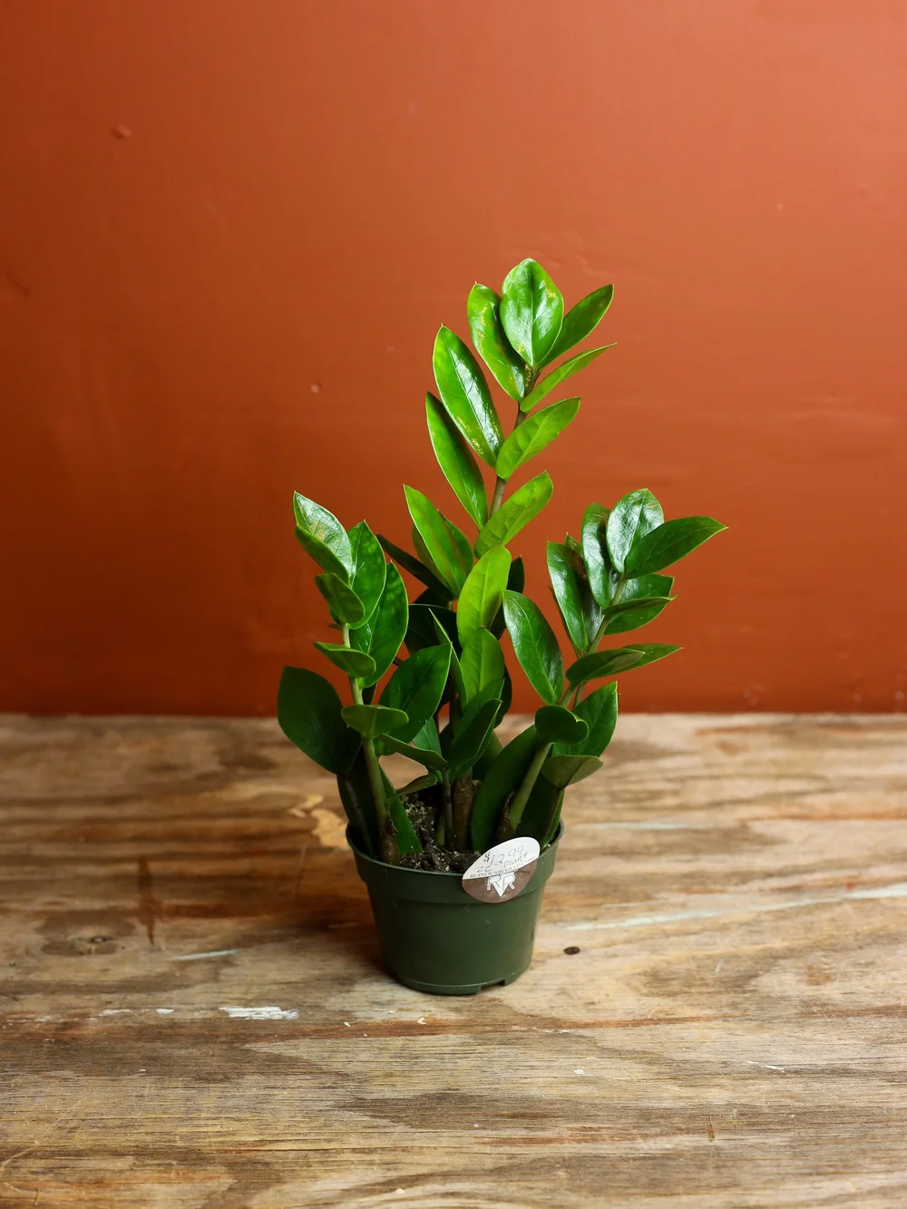 2ft tall snake plants Snake Plant Laurentii with Planter - Large (22-24