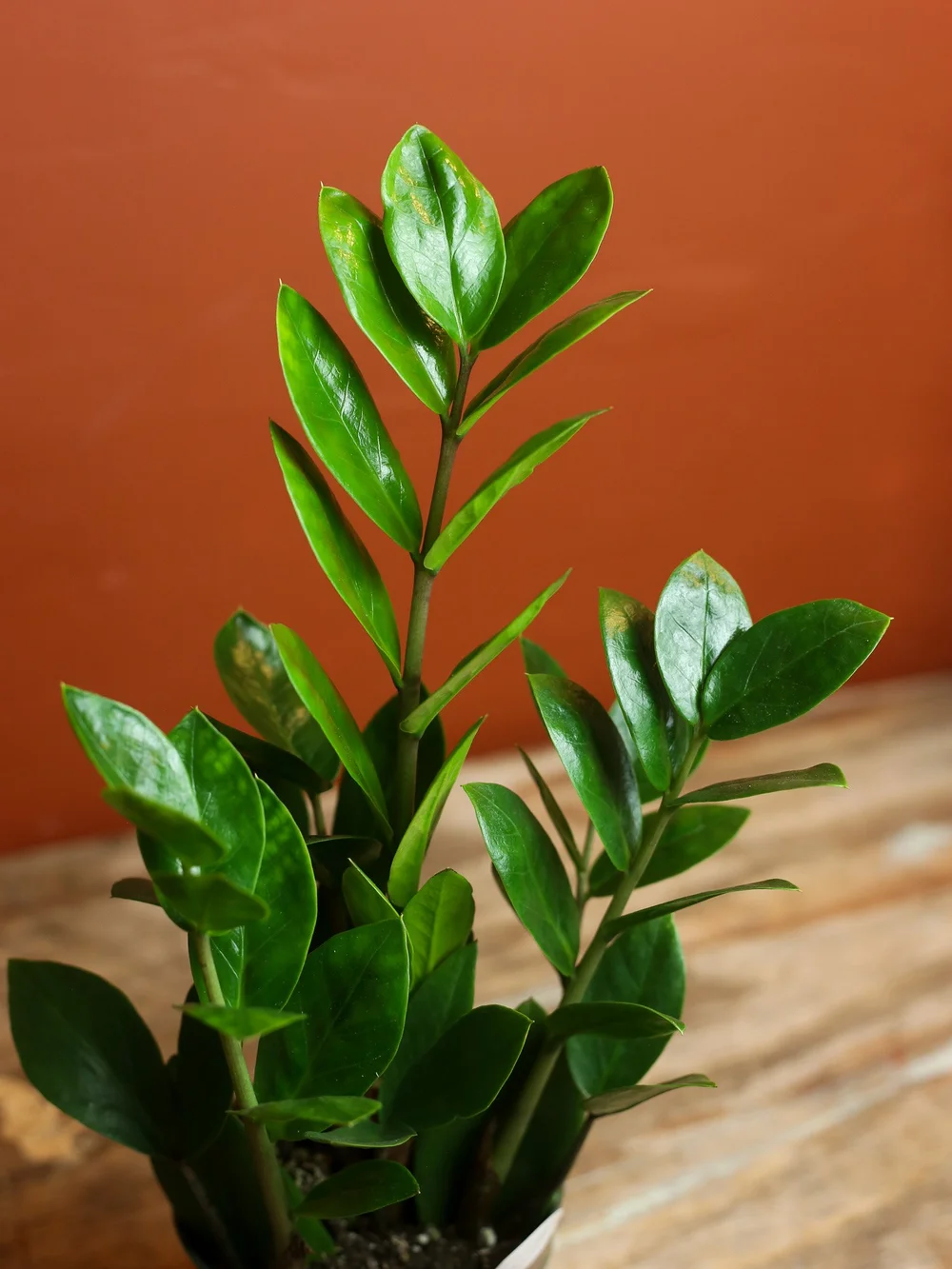 ZZ Plant 4 Inch  RUINOUS REVIVED