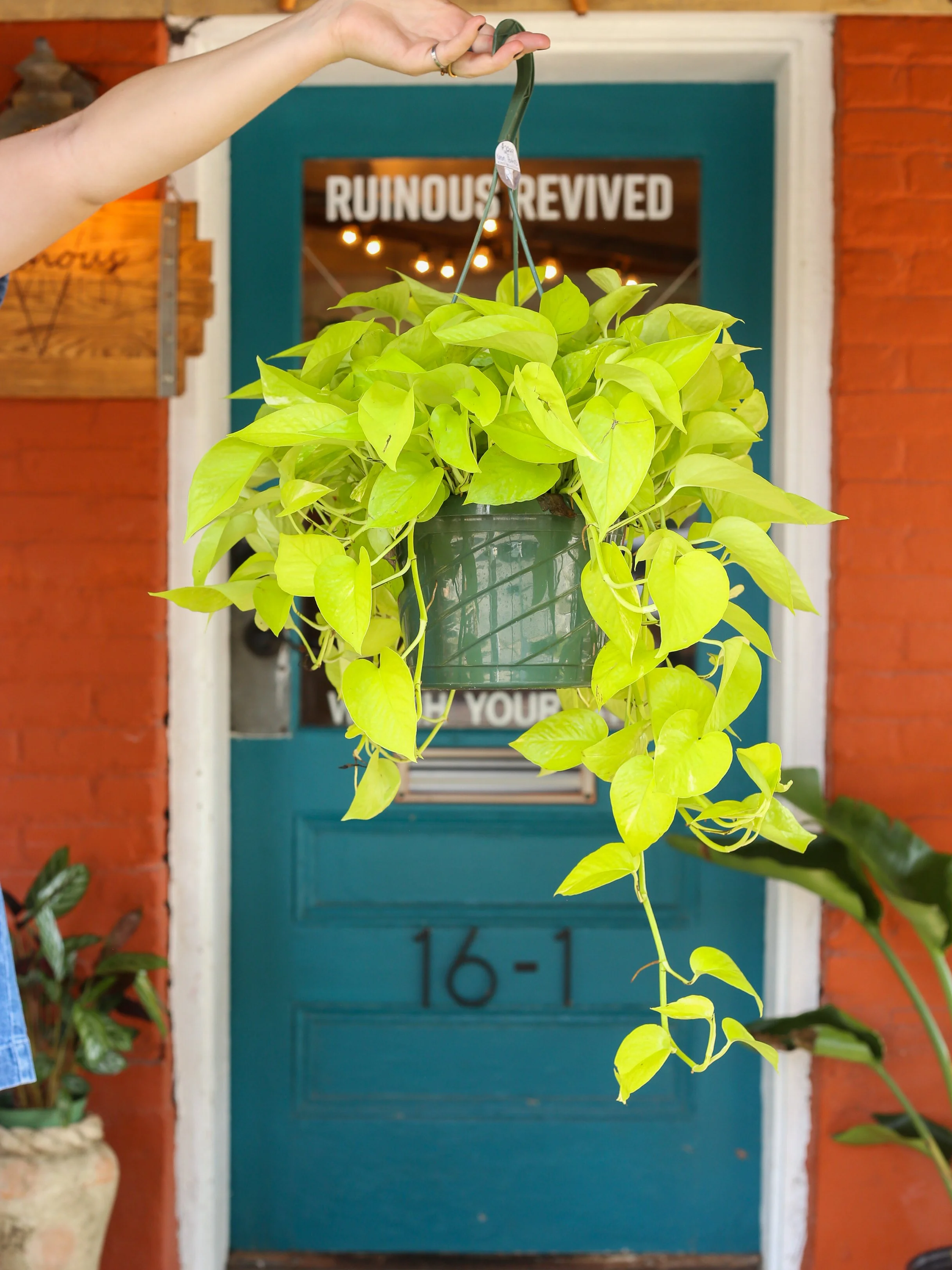 Neon Pothos 8 Inch