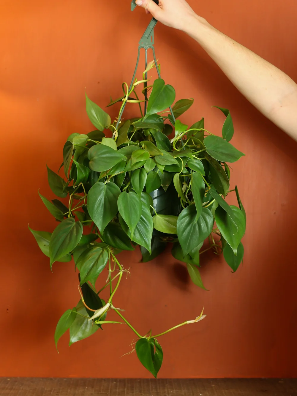 philodendron birkin groß 4