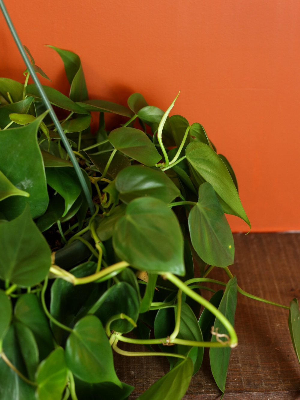Heart Leaf Philodendron 8 Inch  RUINOUS REVIVED