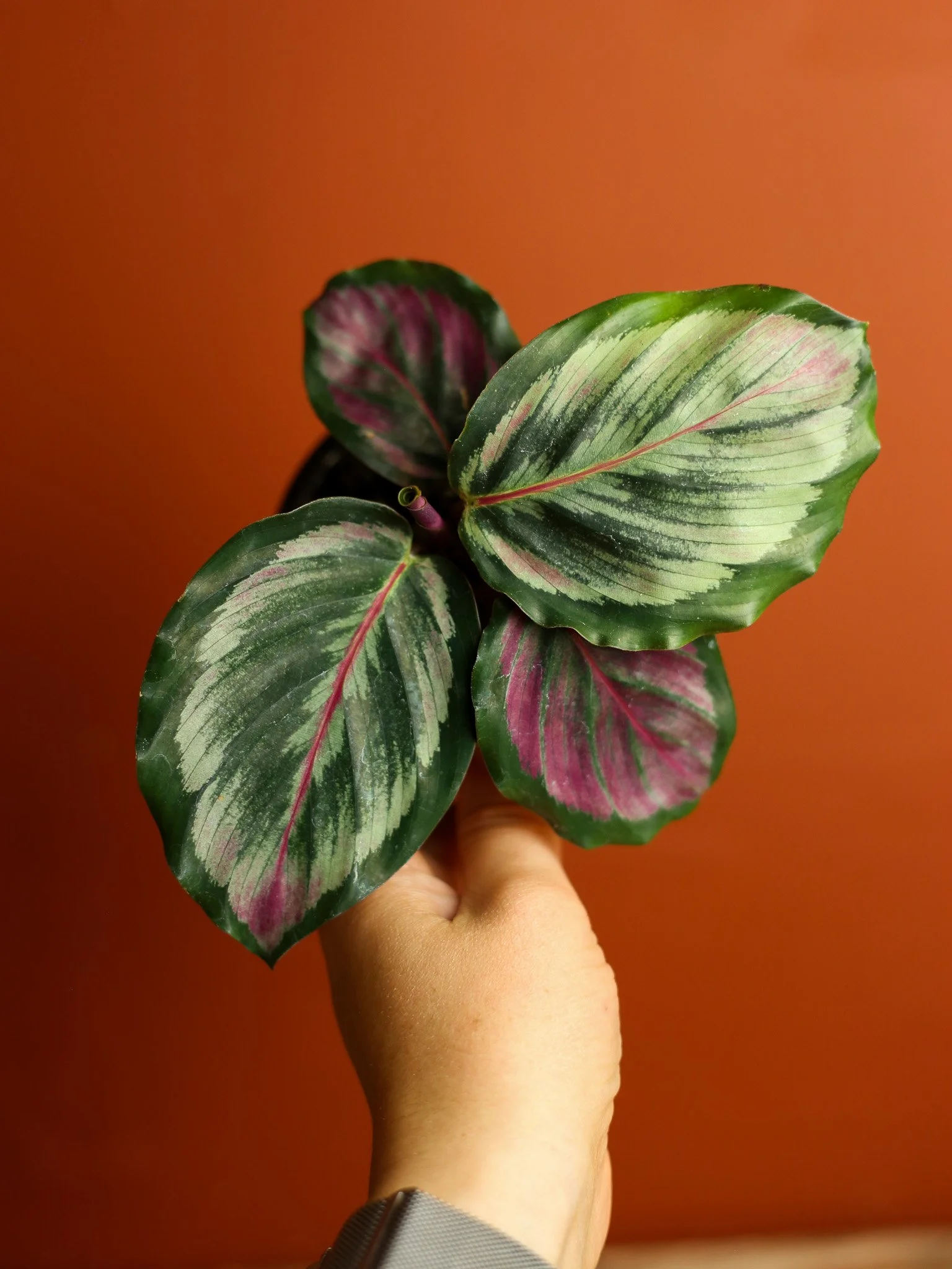 Calathea Medalion Roseopita 4 Inch