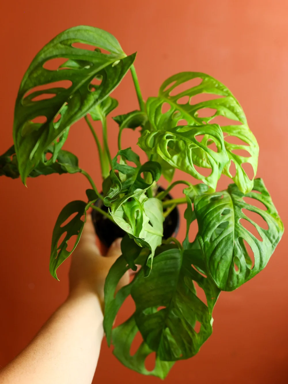 Monstera Adansonii 4 Inch  RUINOUS REVIVED