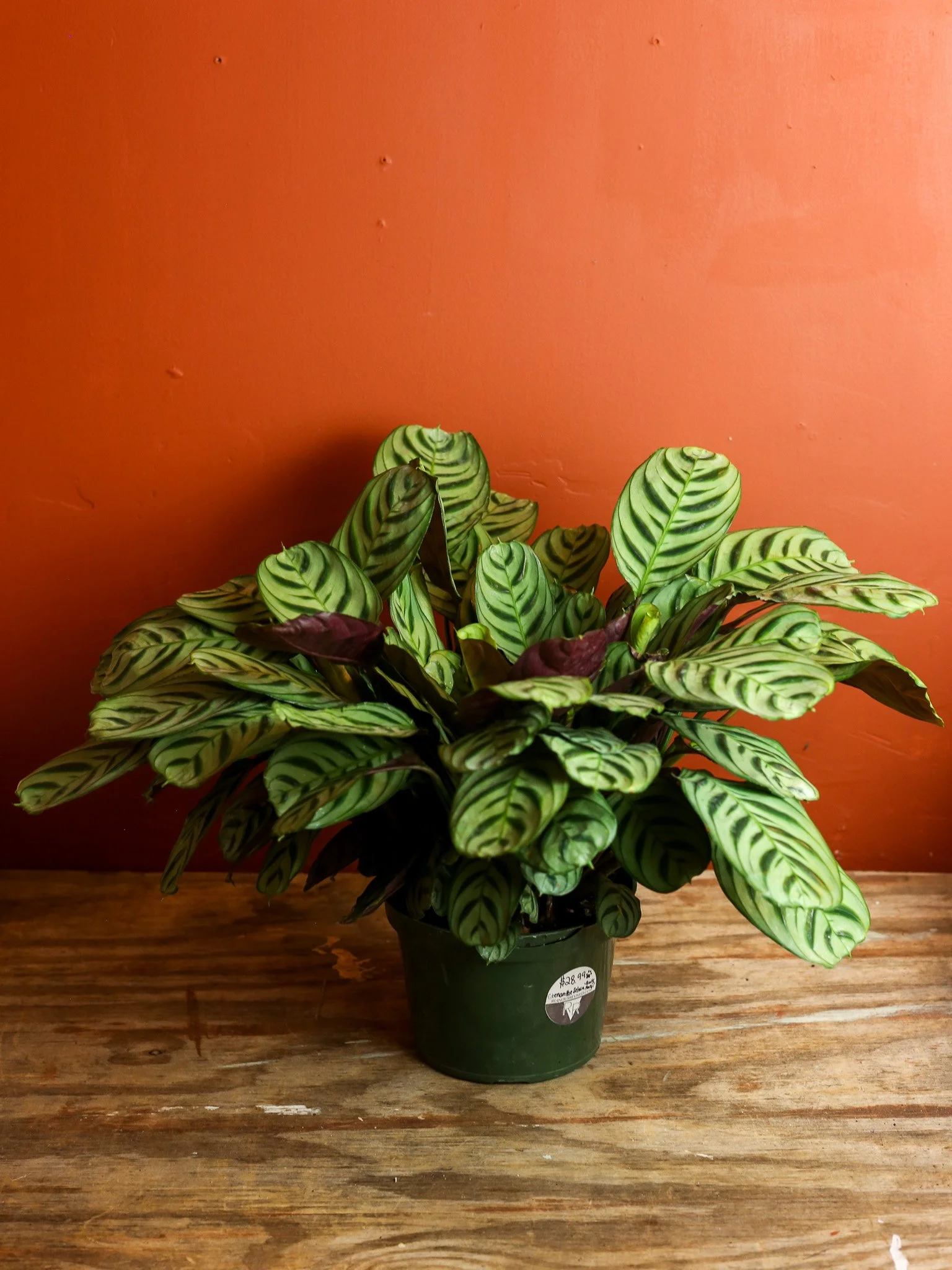 Green Maranta Variegated 4 Inch — RUINOUS REVIVED