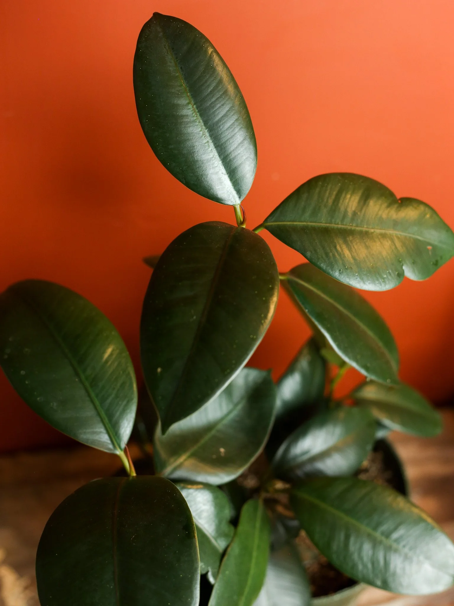 Burgundy Rubber Plant 8 Inch — RUINOUS REVIVED