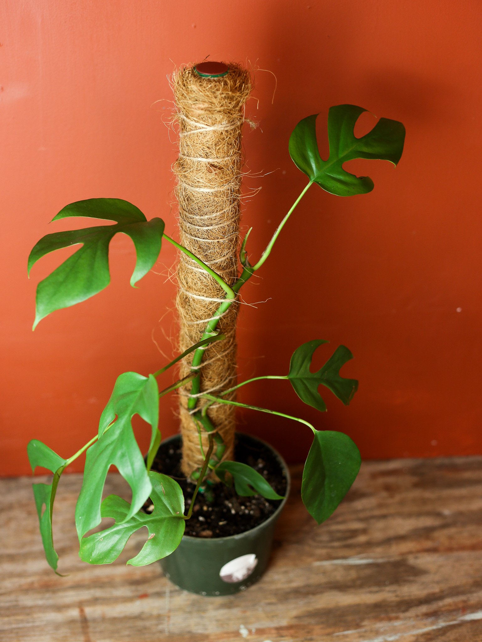 Rhaphidophora Tetrasperma 6 Inch On Pole — RUINOUS REVIVED