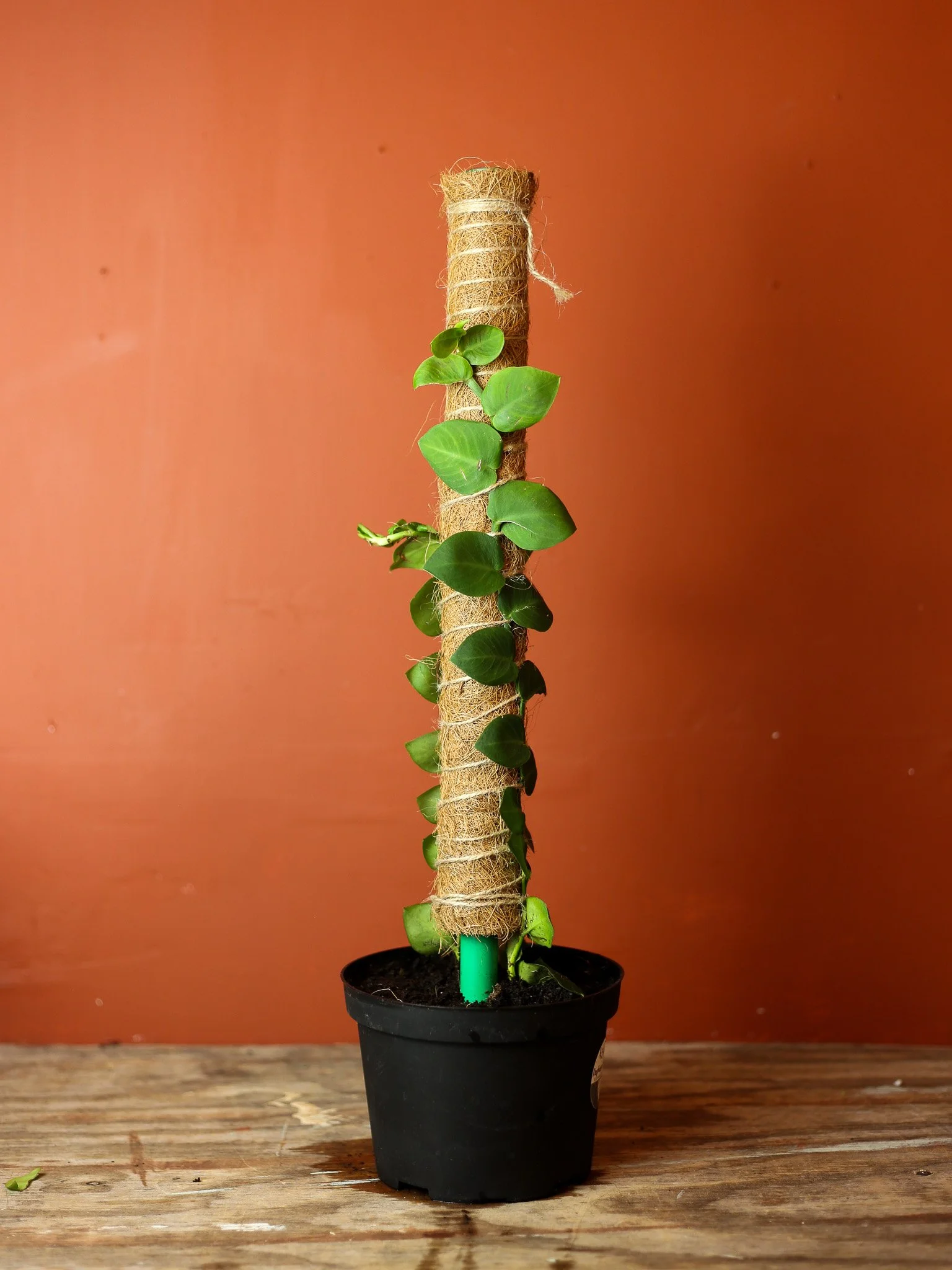 Rhaphidophora Hayi 6 Inch