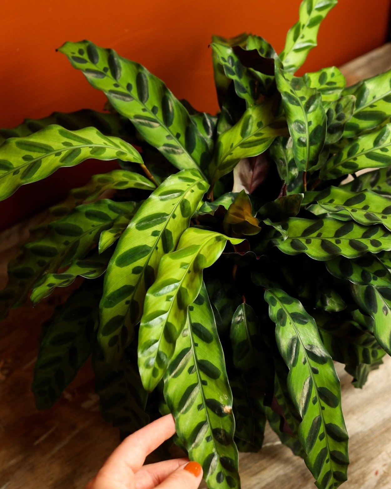 We've got some CUTE fresh green friends in the shop! Restocked some favorites and got some rare cuties too. Come see them in person first this weekend from 11-5 ☀️
.
#calathea #plantshopping #hudsonvalleyny #houseplants #houseplantlove