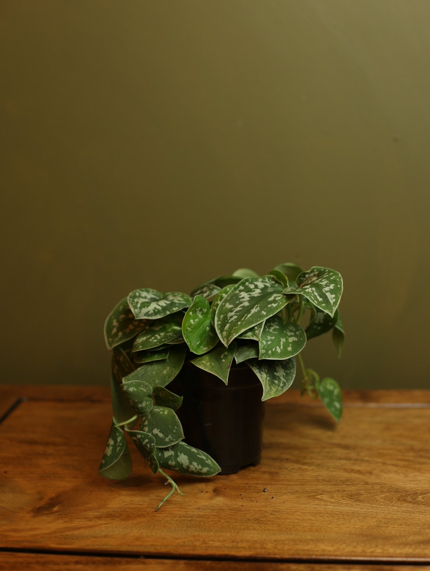 D85A7F05-8457-411B-8F09-385405649B35.jpeg