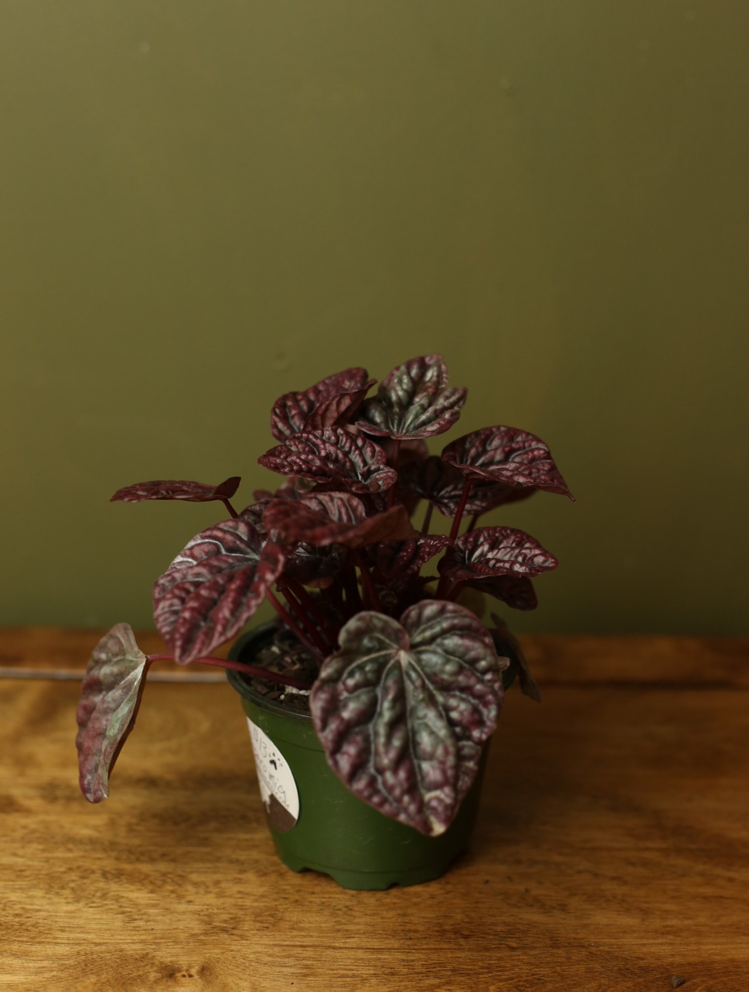 D9B7E08F-2107-4630-A7F4-0E32E06B0C11.jpeg