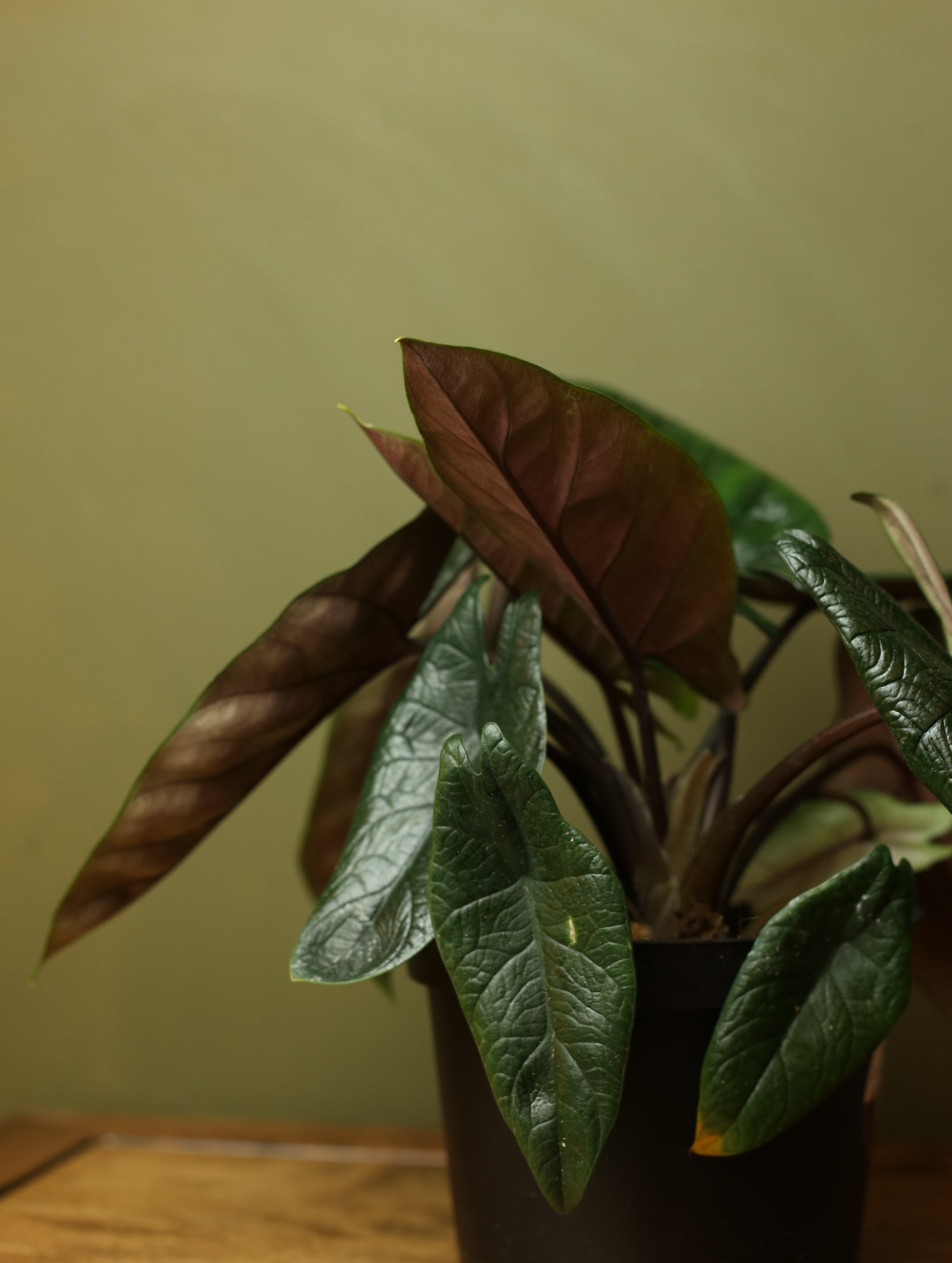 87577E9C-4D37-4B3B-8904-E19D5189C2AF.jpeg