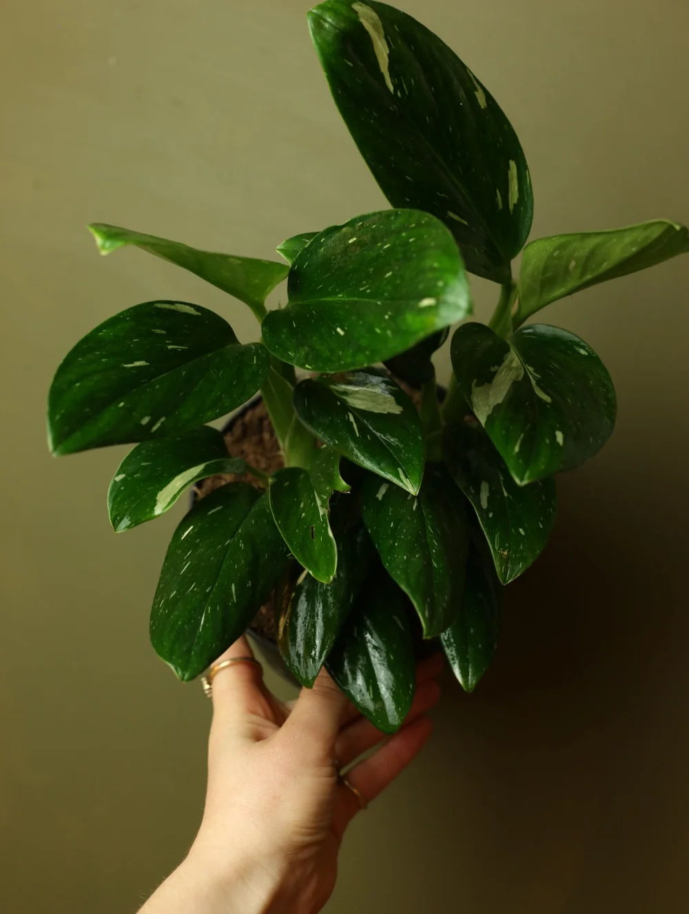 Monstera Standleyana Albo 6 Inch  RUINOUS REVIVED