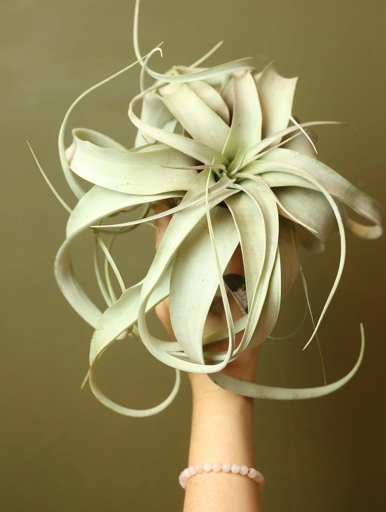 The latest plant restock has hit the online site and I wouldn't wait in this one.... 
shop the plants now online or in person Sunday 12-5 🤍
.
#airplant #xerographica #houseplantclub #plantshopping