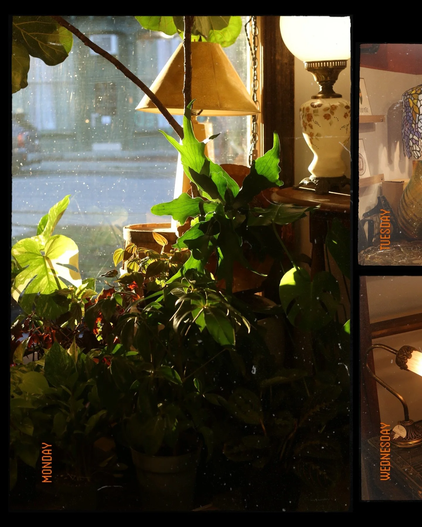 Raise your hand if you love really cool old stuff and plants 🙋&zwj;♀️
Or just come shop. Thats works too lolol
.
#vintagehomedecoration #homedecorinspiration #houseplantaddict #eclecticdecor