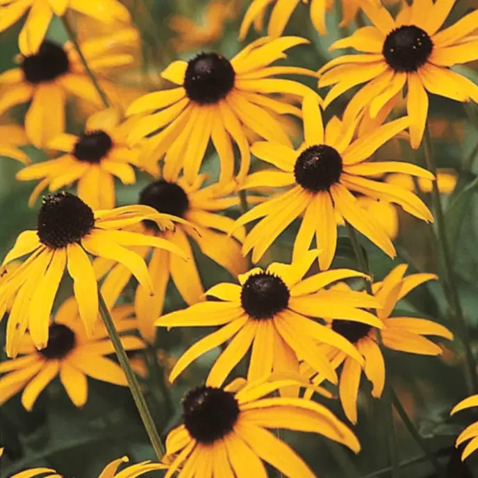 black eyed susans.webp