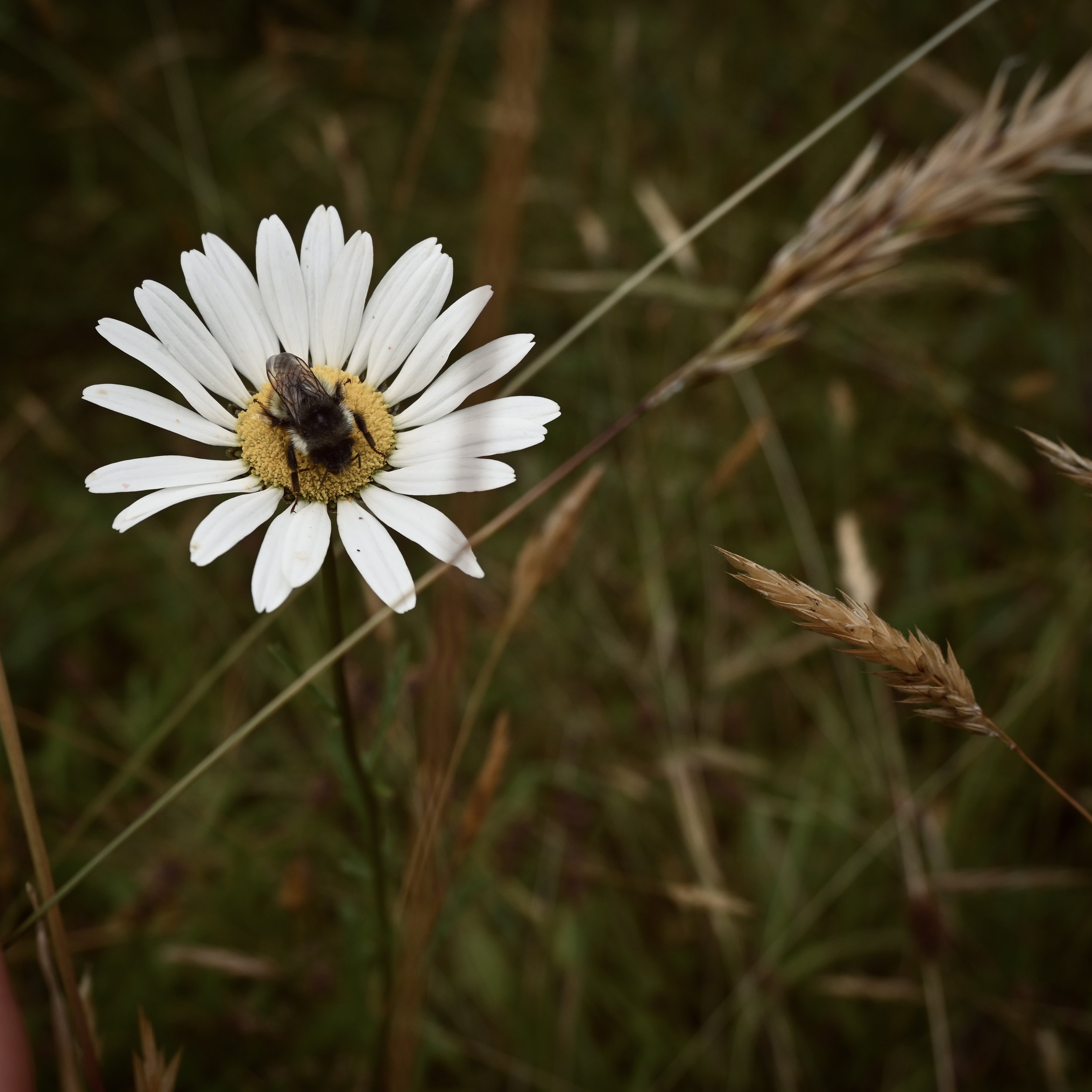 FDECB972-B474-489F-BE8B-C5D5AF1129DE_1_201_a.jpeg