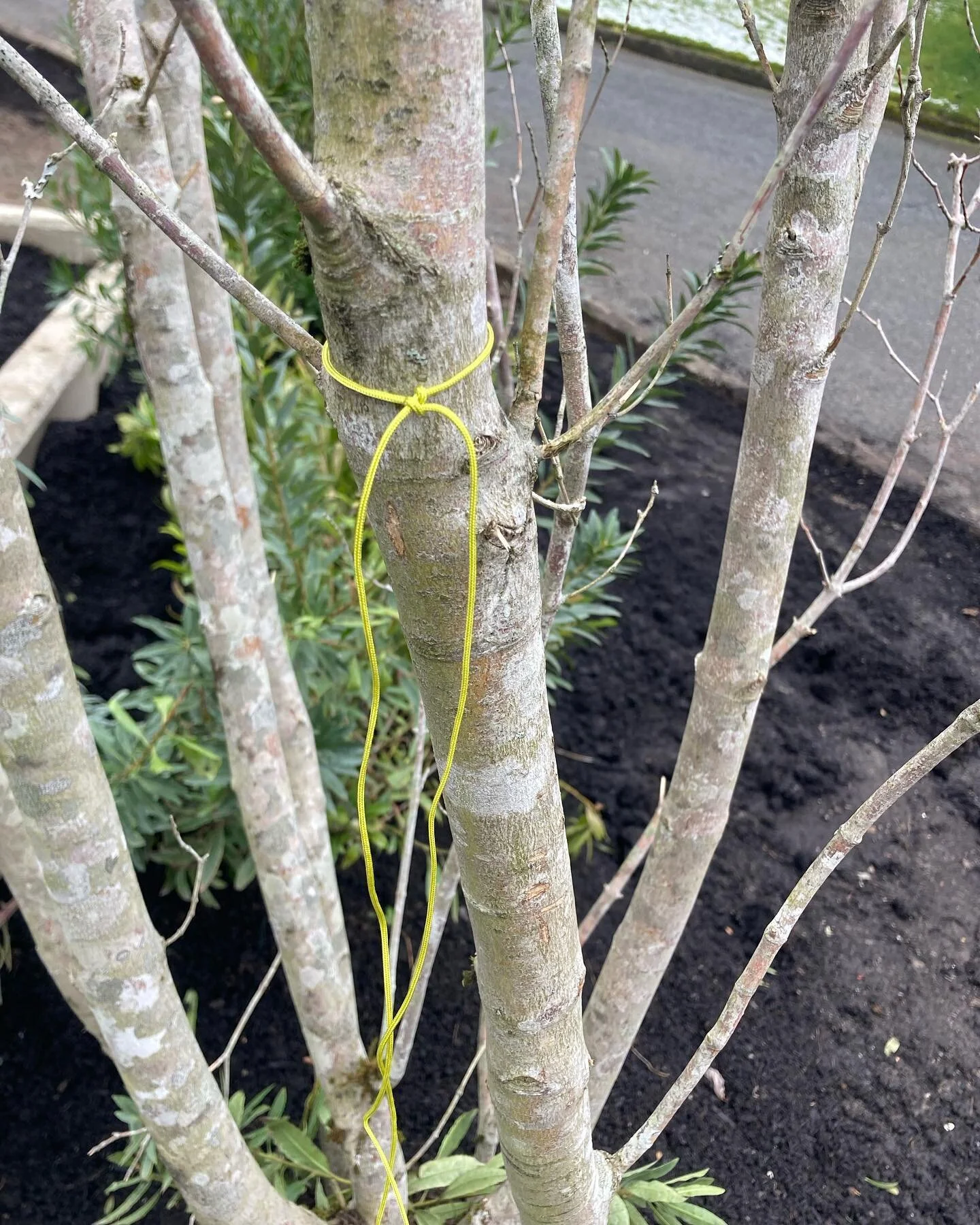 Tagging our sweet little trees, placing markers, and fingers crossed the weather warms up so we can start planting at our South Mercer Terrace project 🌿💚✨
.
#nolawn #nolawngarden #landscapedesign #garden #gardendesign #gardentransformation #gardenp