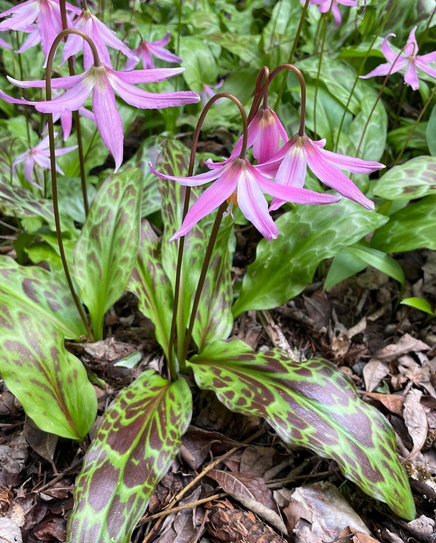During a recent landcare visit to one of our clients gardens we discovered she has a lovely stand of Erythronium revolutum. More of these please 💖💖
.
#erythonium #erythroniumrevolutum #pnwplants #pnwnativeplants #springblooms