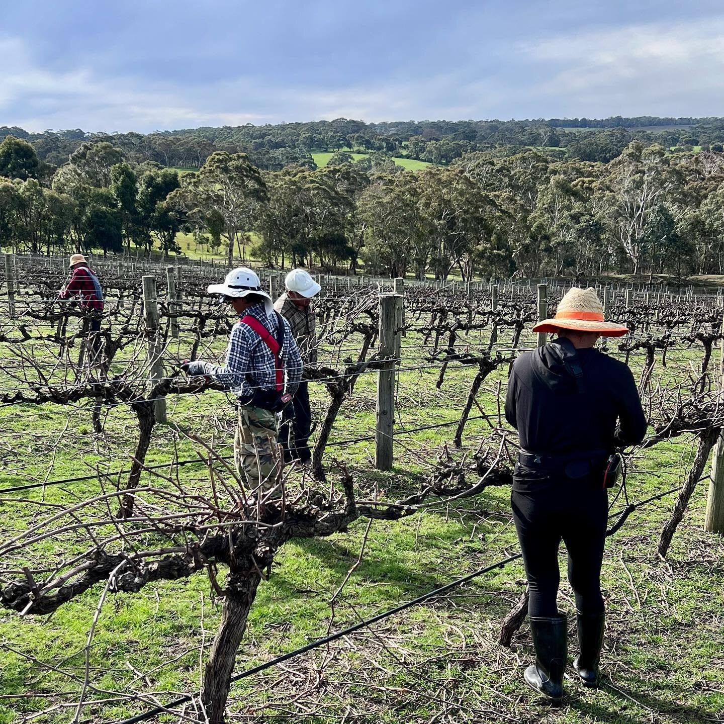 The winter lull is coming to an end&hellip; 🍁 the big barrel pruner has gone through the vineyard already and here our crew is doing the final tips and tops of the vines. There are many ways to prune and the exact methodology is decided each year be
