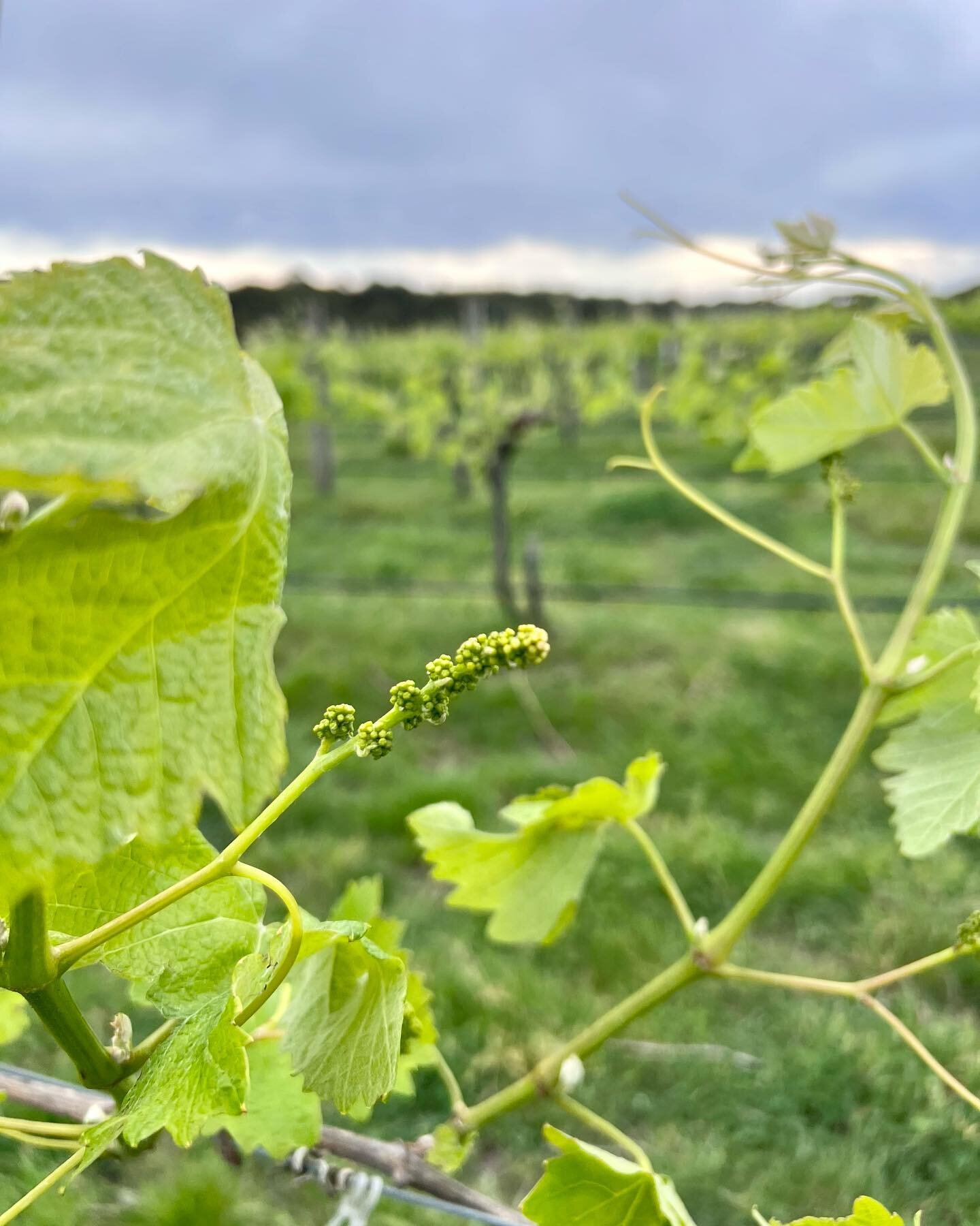 Here they are, the little beauties! 🍇 or so you might think but while these look like mini-grape bunches, they are actually the calyptra, or caps that cover tiny flowers-in-the-making&hellip; nevertheless, this is the start of vintage 2024! Very soo
