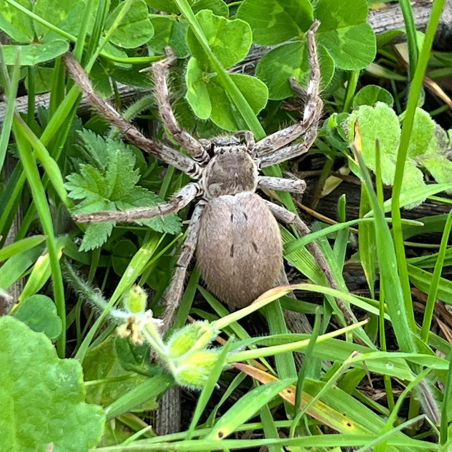 Spring in the vineyard, not for the faint hearted! Spiders, snakes, confused men&hellip;. all wake grumpy from their winter torpor 🫢

#adelaidehillswine #mclarenvalewine #shirazbutnotasyouknowit #huntsman