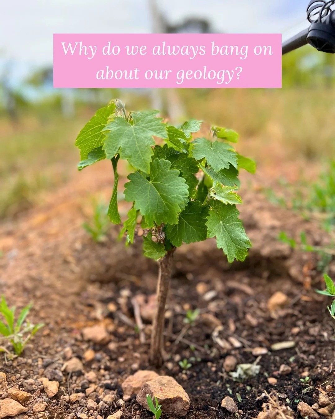 #adelaidehillswine #mclarenvalewine #manserwines #gondwana