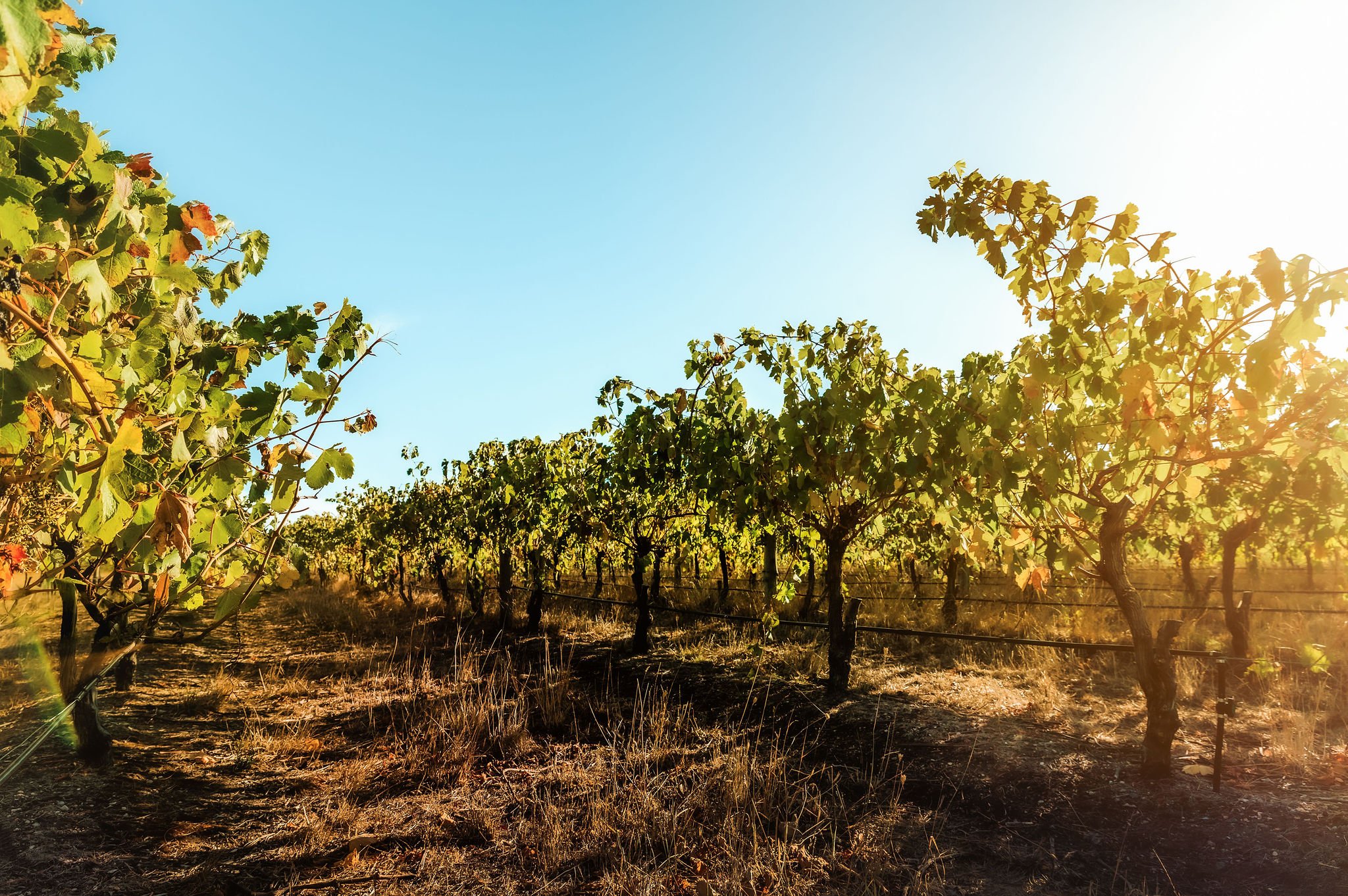 Rows of vines at Manser Wines vineyard on the border of Adelaide Hills and McLaren Vale.