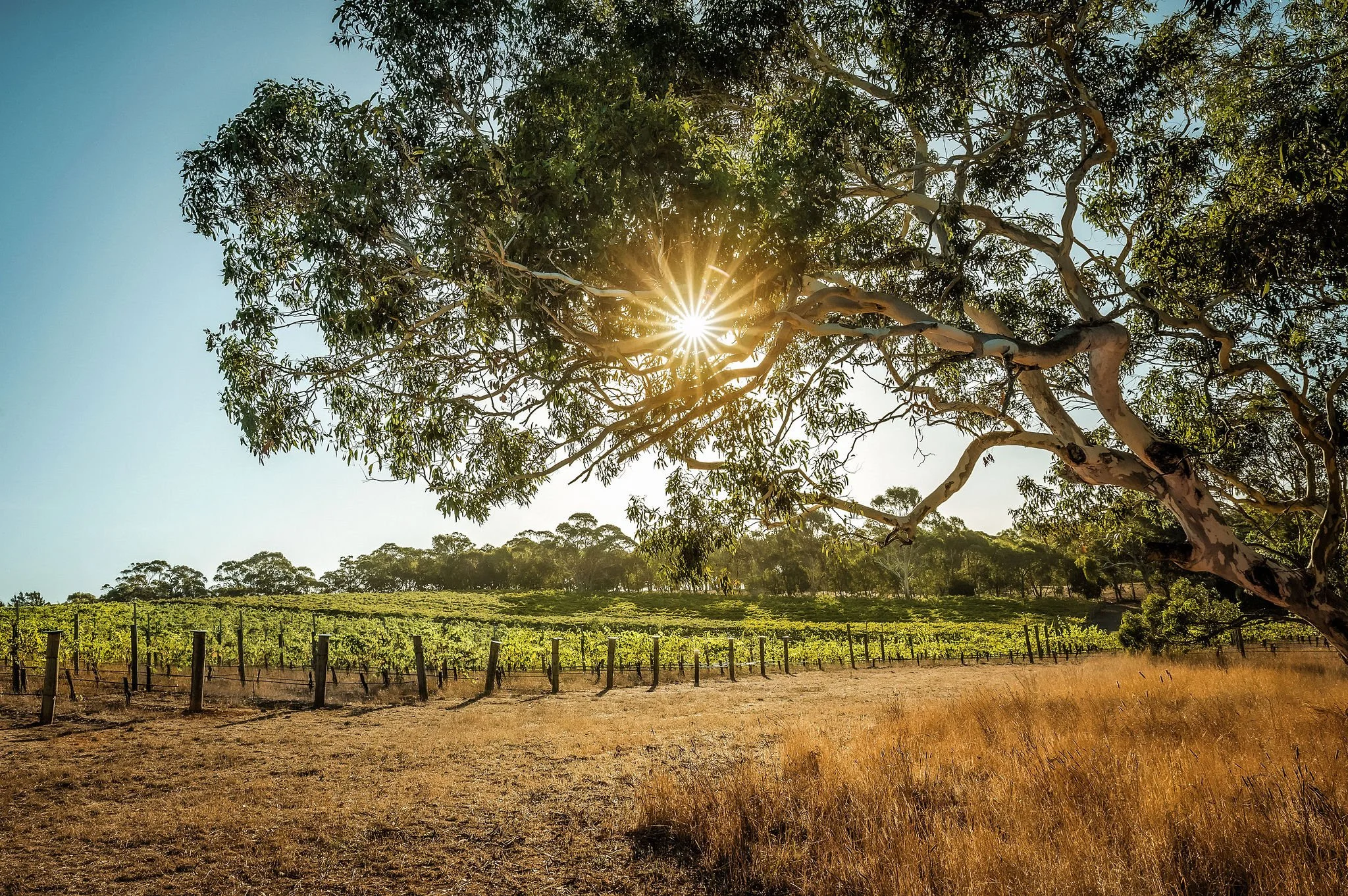 Manser Wines vineyard on the border of the Adelaide Hills and McLaren Vale producing Shiraz.