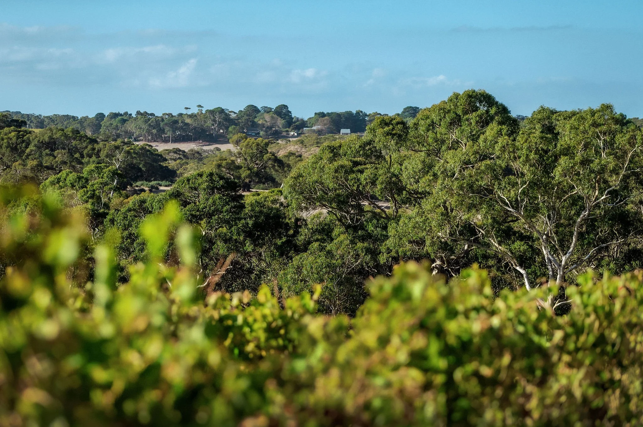View across Manser Wines vineyard on the border of Adelaide Hills and McLaren Vale.
