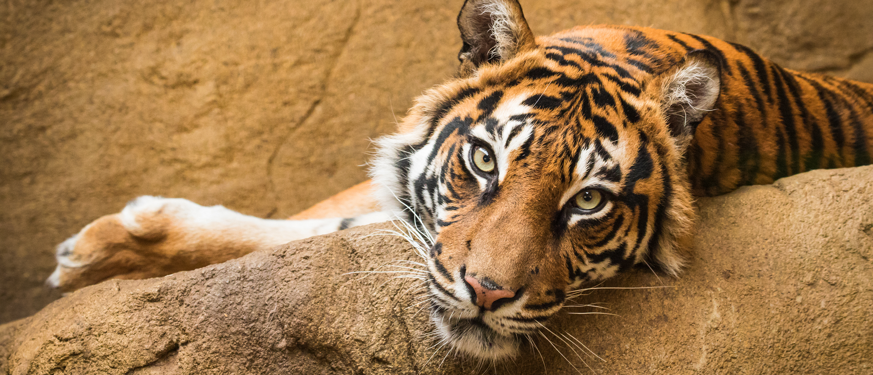 Alcms.cc Living Local - Manhattan’s Sunset Zoo — The Alms Group