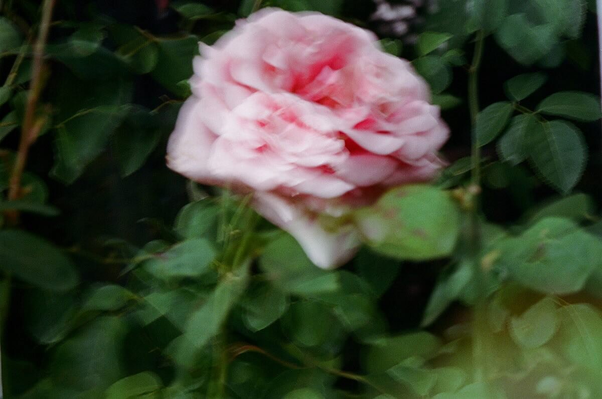 &ldquo;Rose is a rose is a rose is a rose&rdquo;.
Gertrude Stein
.
#filmphotography #filmisnotdead #filmfollowfriday #filmandnothingbutfilm #filmforever #filmforlife #filmphotographerinparis #parisfilmphotographer 
#ishootfilm
#shootitwithfilm
#thefi