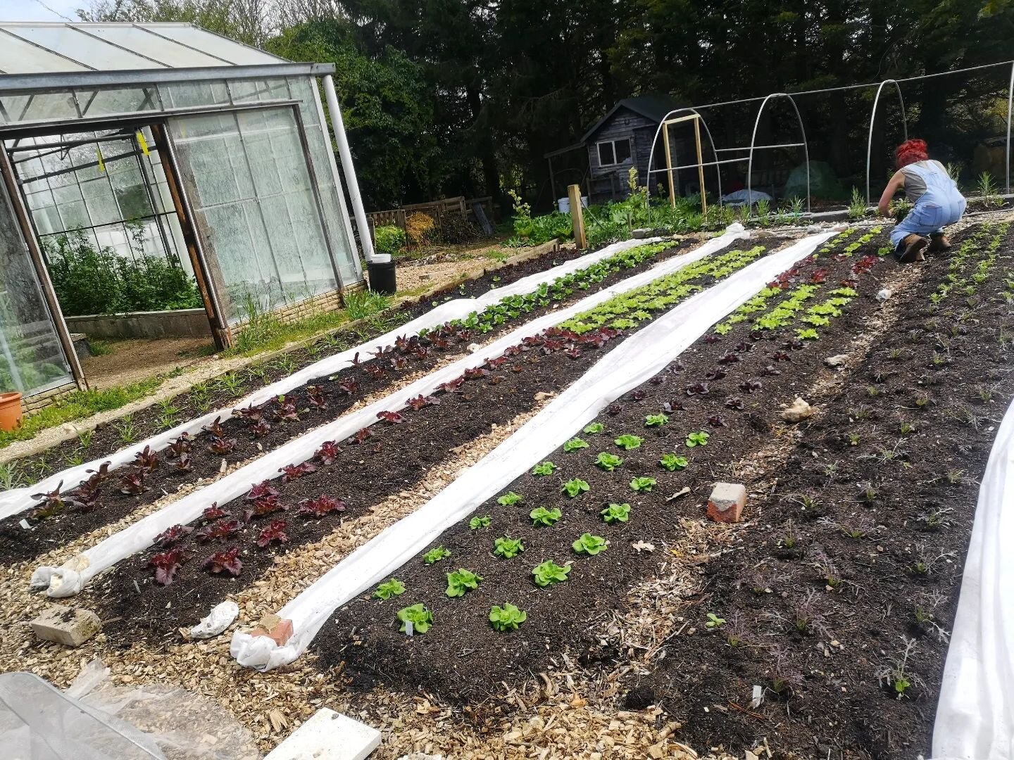 New season salads are now all in the ground and had their first pick this week after putting on some amazing growth!

Almost every bed on this site is now full apart from the ones waiting for the more tender crops like courgettes and beans.

The toma